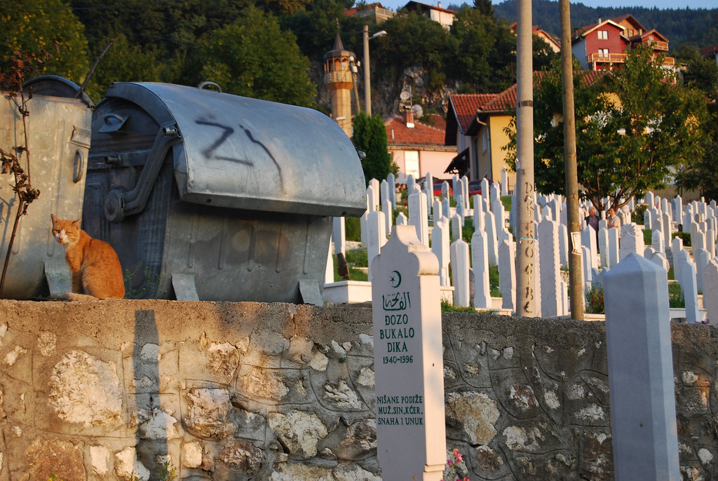 A cat in a Sarajevo cemetery