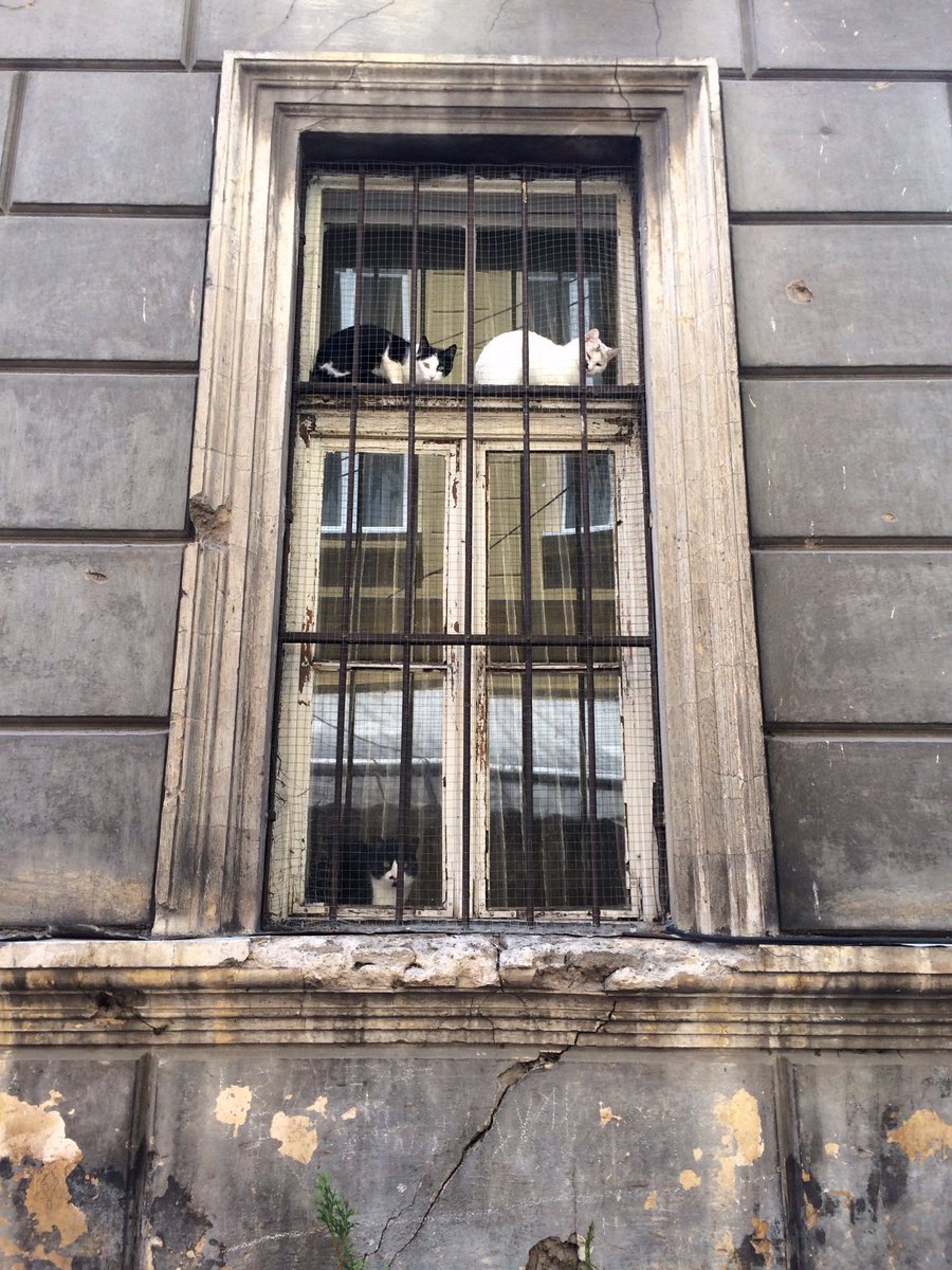 Three cats in the barred window of an old Sarajevo building
