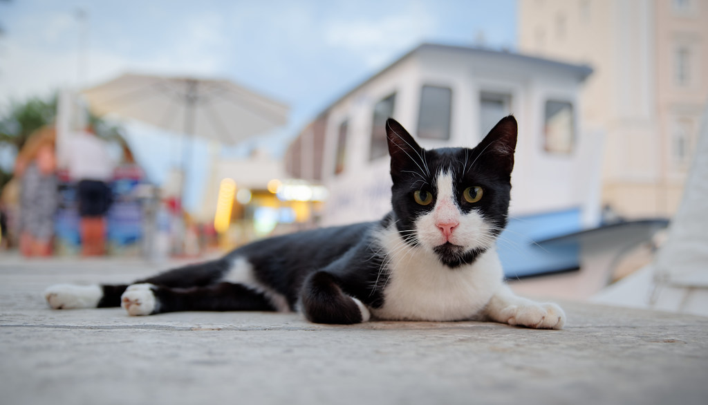 A cat in Split, Croatia