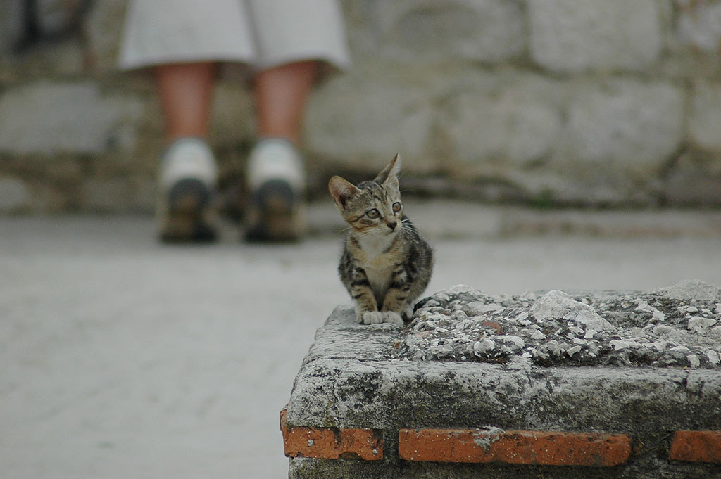 A kitten in Split, Croatia