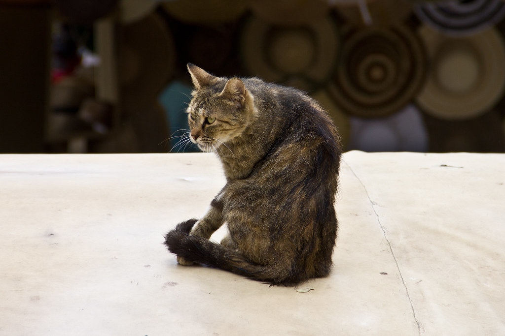 A wary tabby cat on a market stall in Split