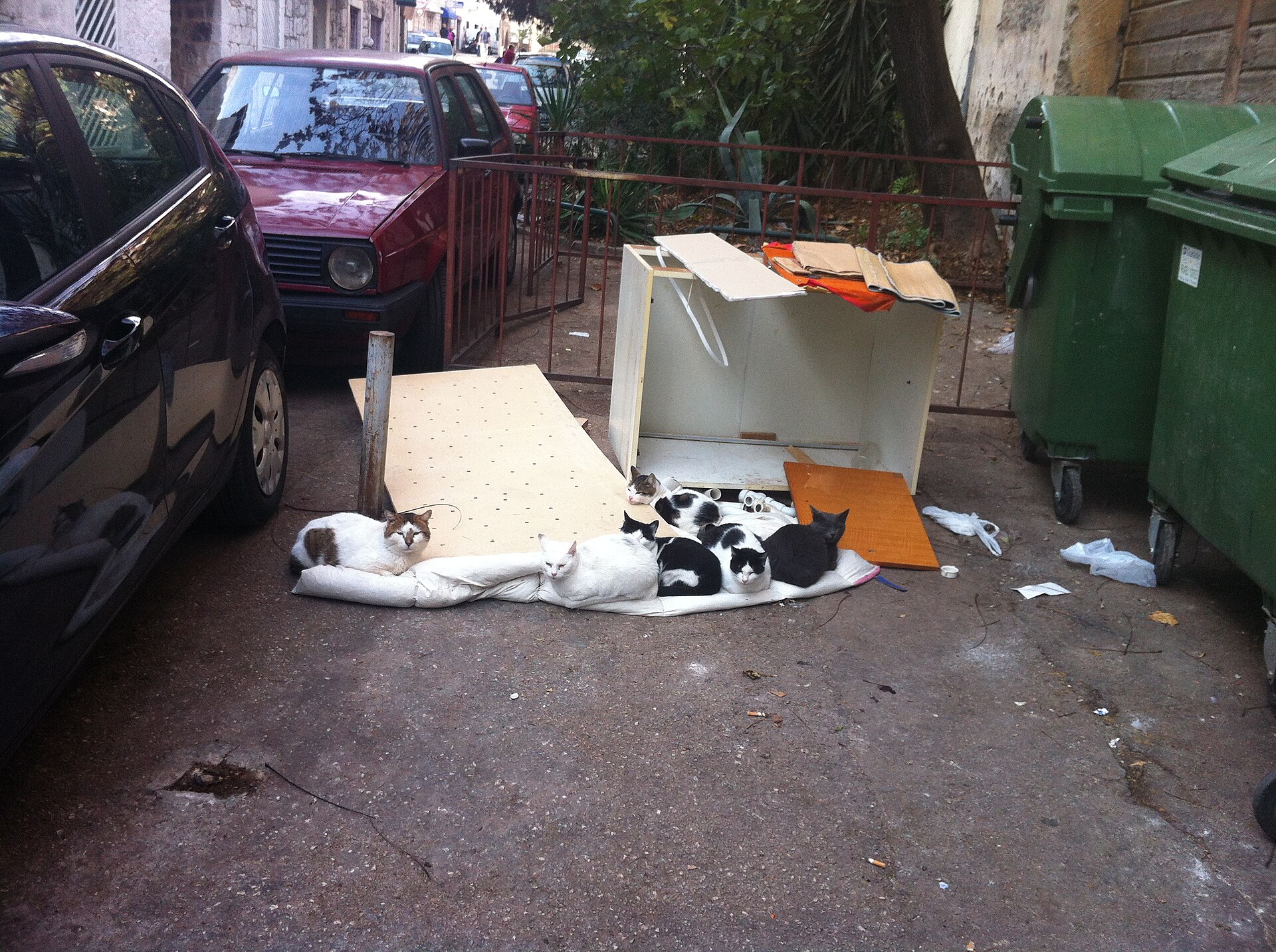 Stray cats in the old town of Split, Croatia