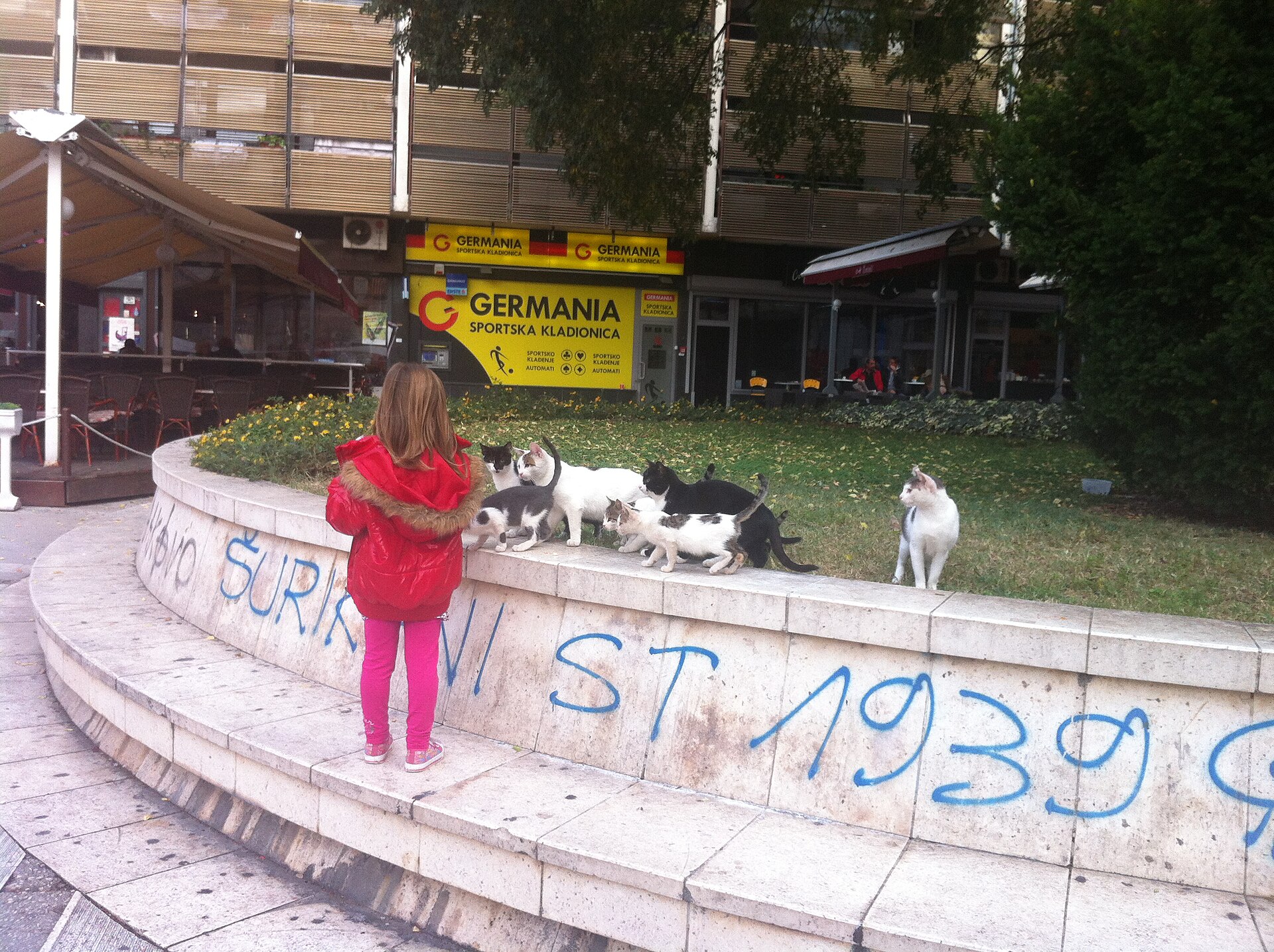 Street cats in Split