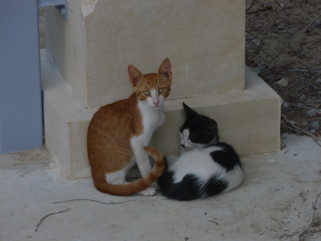A ginger and white kitten and a black and white kitten at the base of a pillar at the monastery of St Nicholas of the Cats