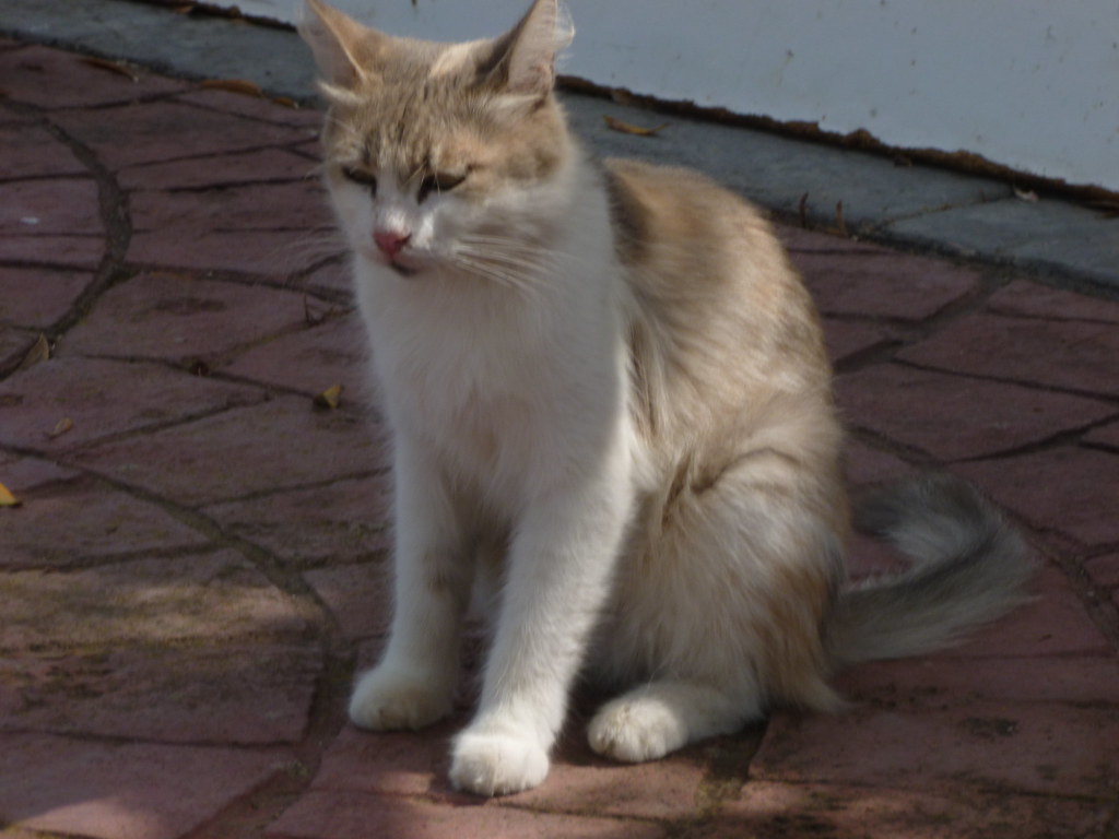 A cat at the monastery of St Nicholas of the Cats, Cyprus