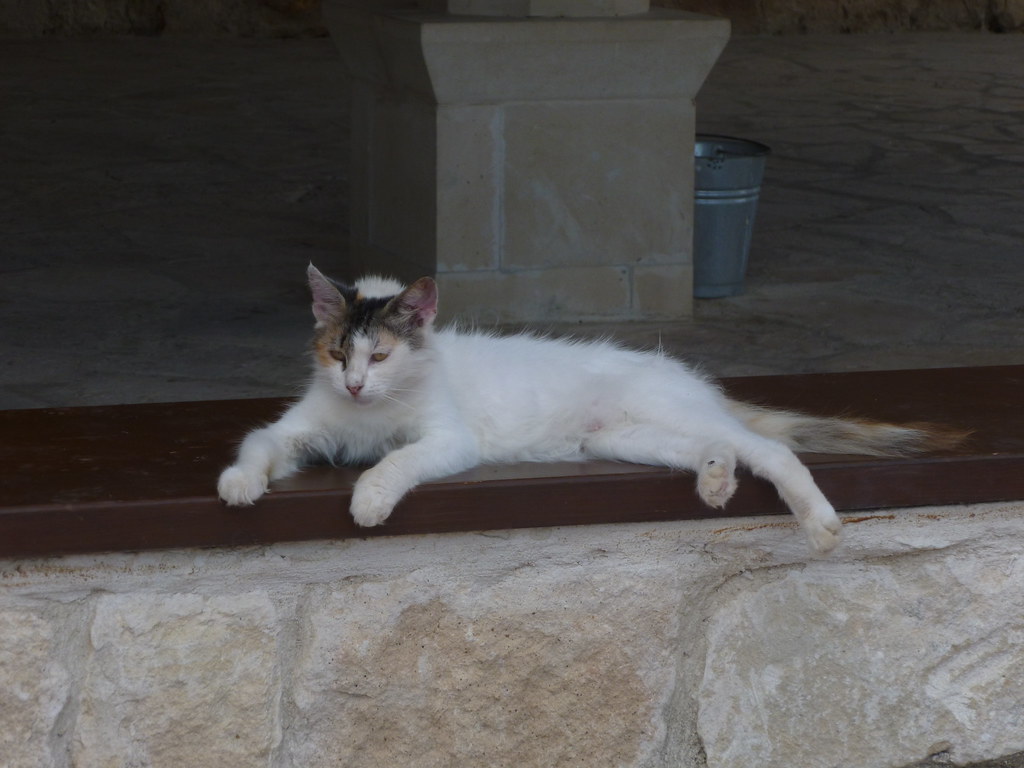 Cats in the grounds of the monastery of St Nicholas of the Cats