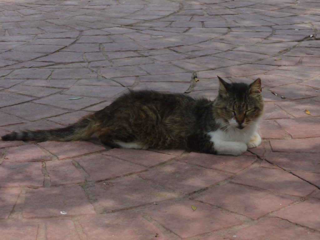 A monastery cat in the sun at Akrotiri