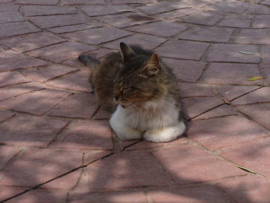A tabby and white cat resting on the brick paving of the monastery courtyard