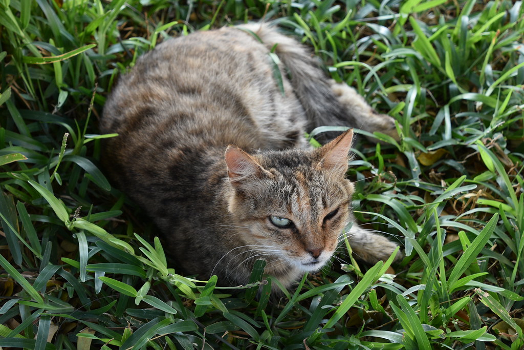A cat in the lanes of Stone Town, Zanzibar