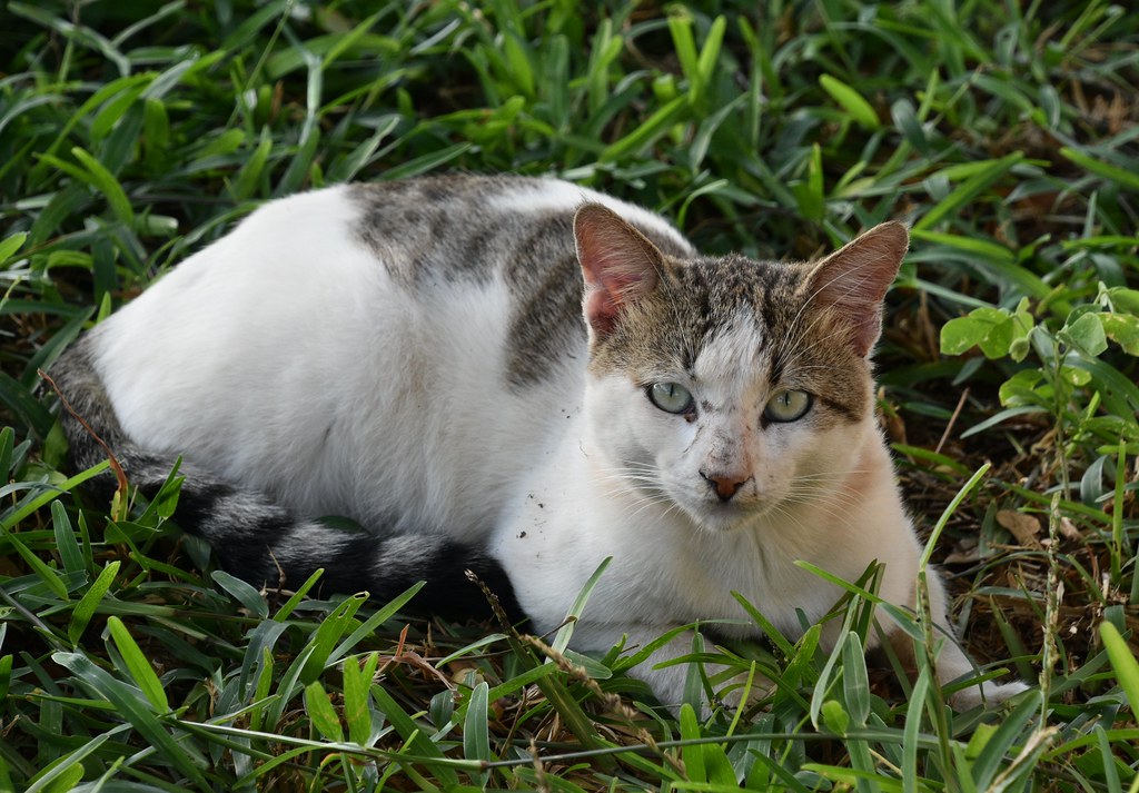 A Zanzibar cat on a doorstep