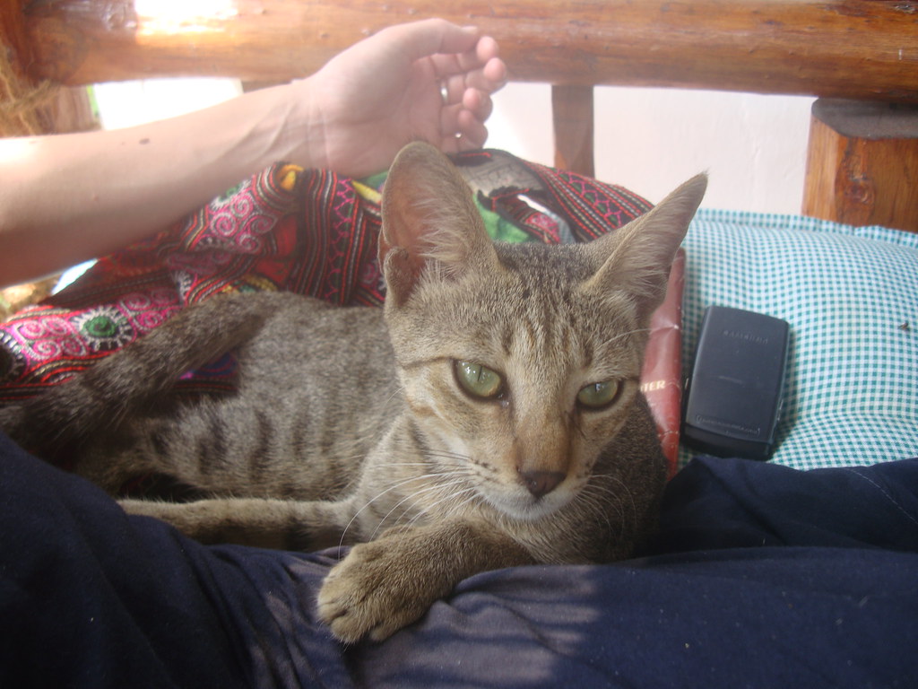 A Stone Town cat in the shade