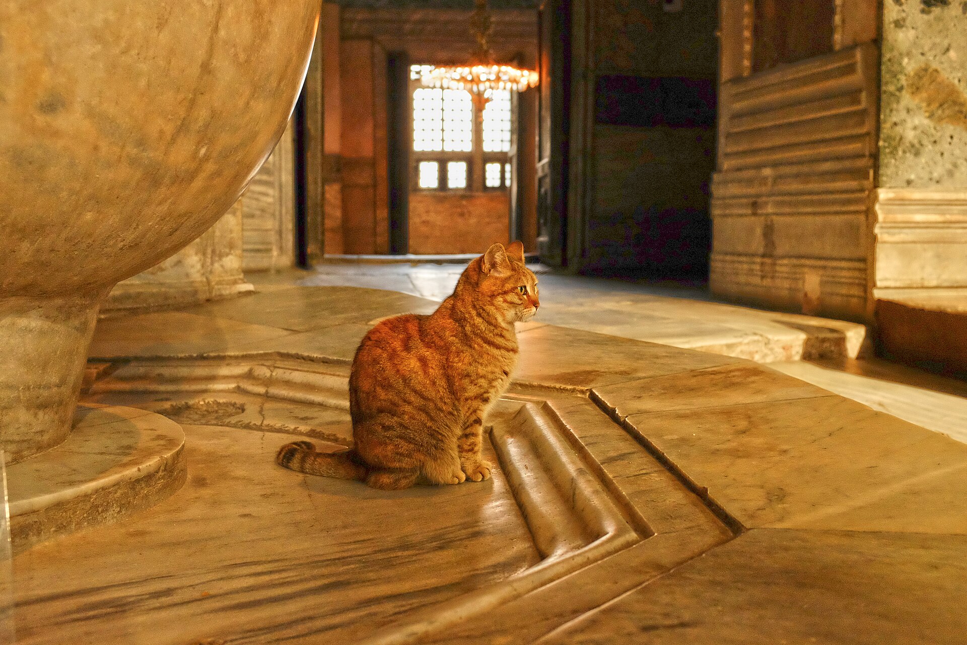 A cat at Ayasofya, the Hagia Sophia