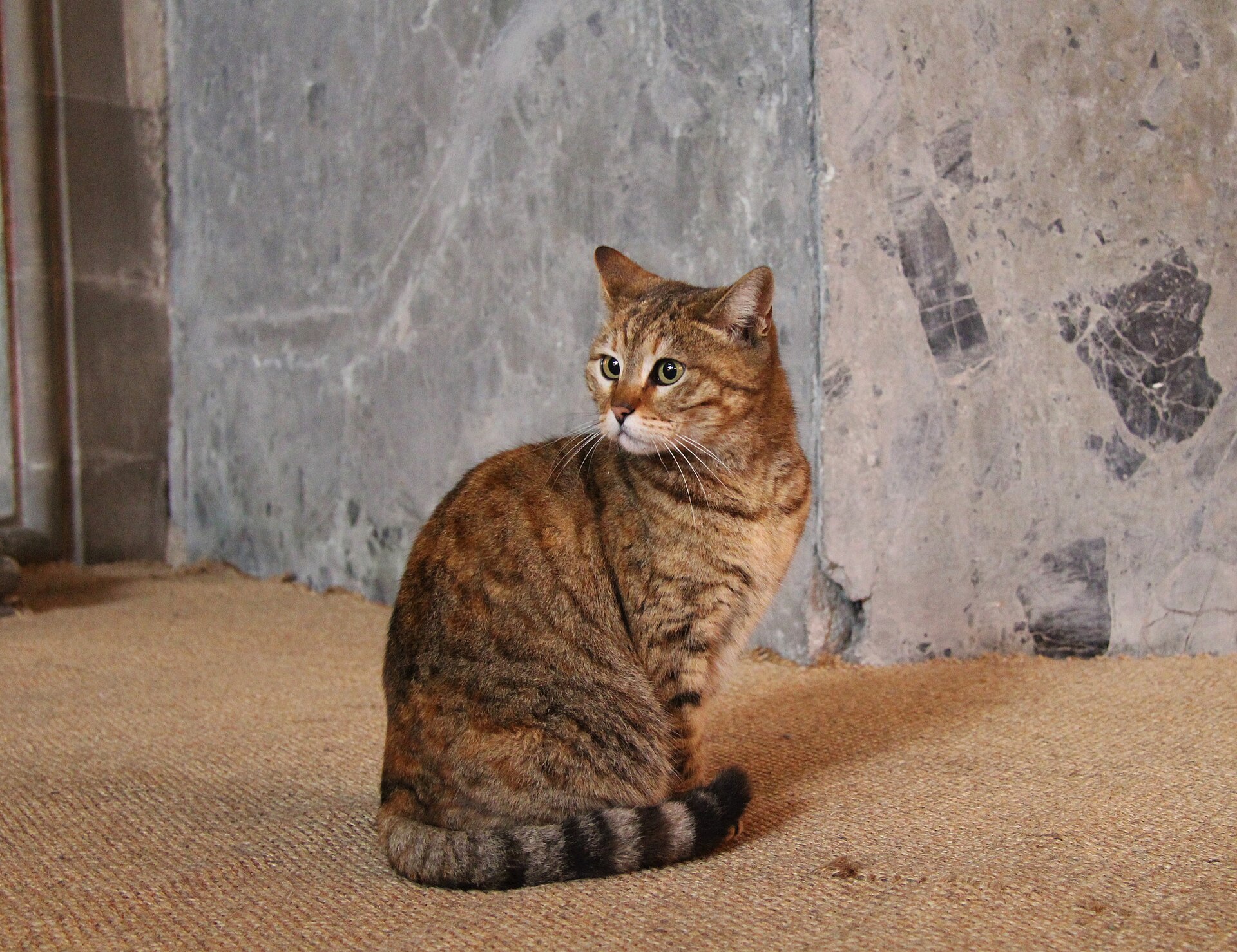 A cat inside Hagia Sophia in Istanbul, 2013