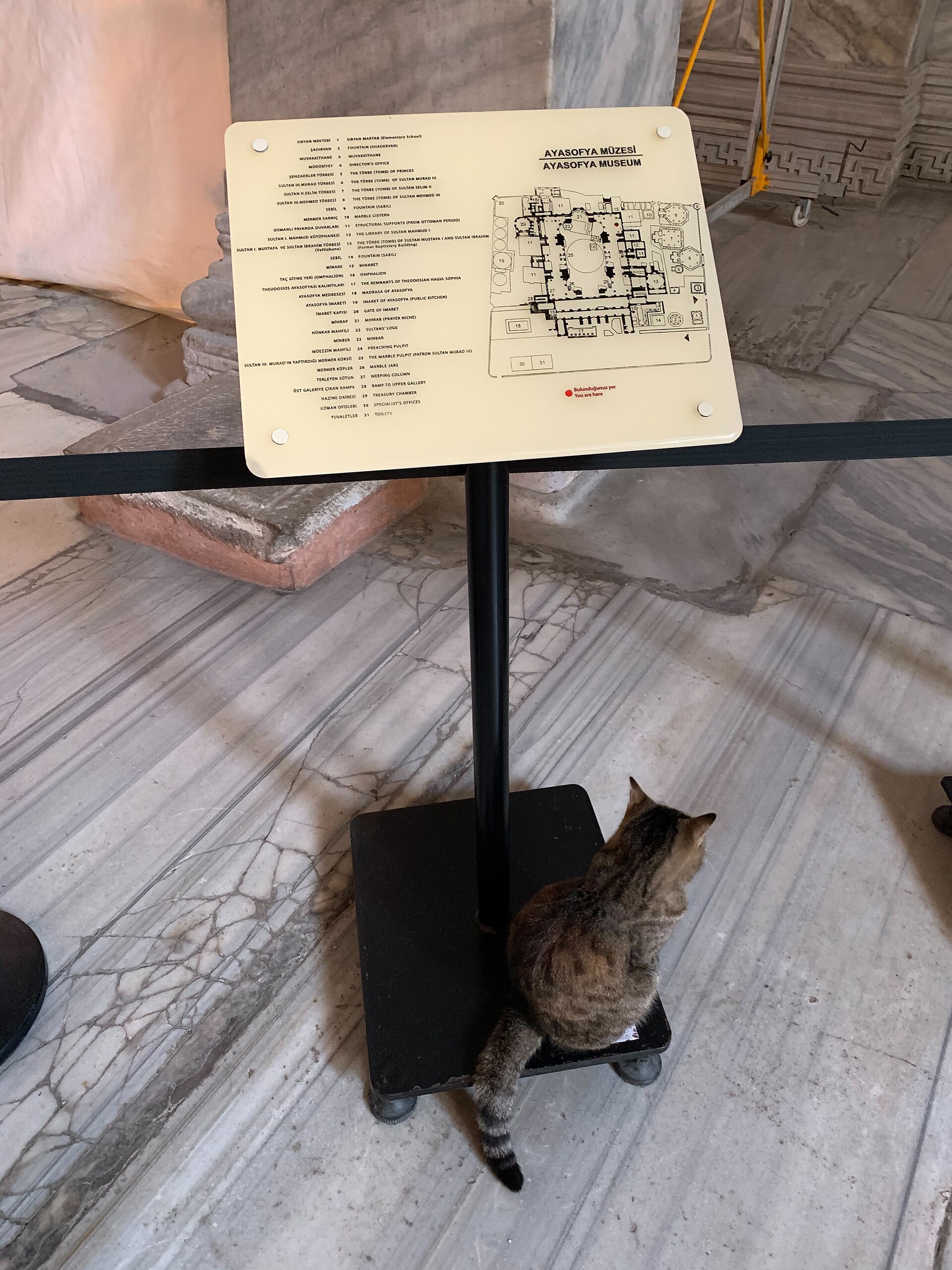 A cat in Sultanahmet, Istanbul, in October 2019