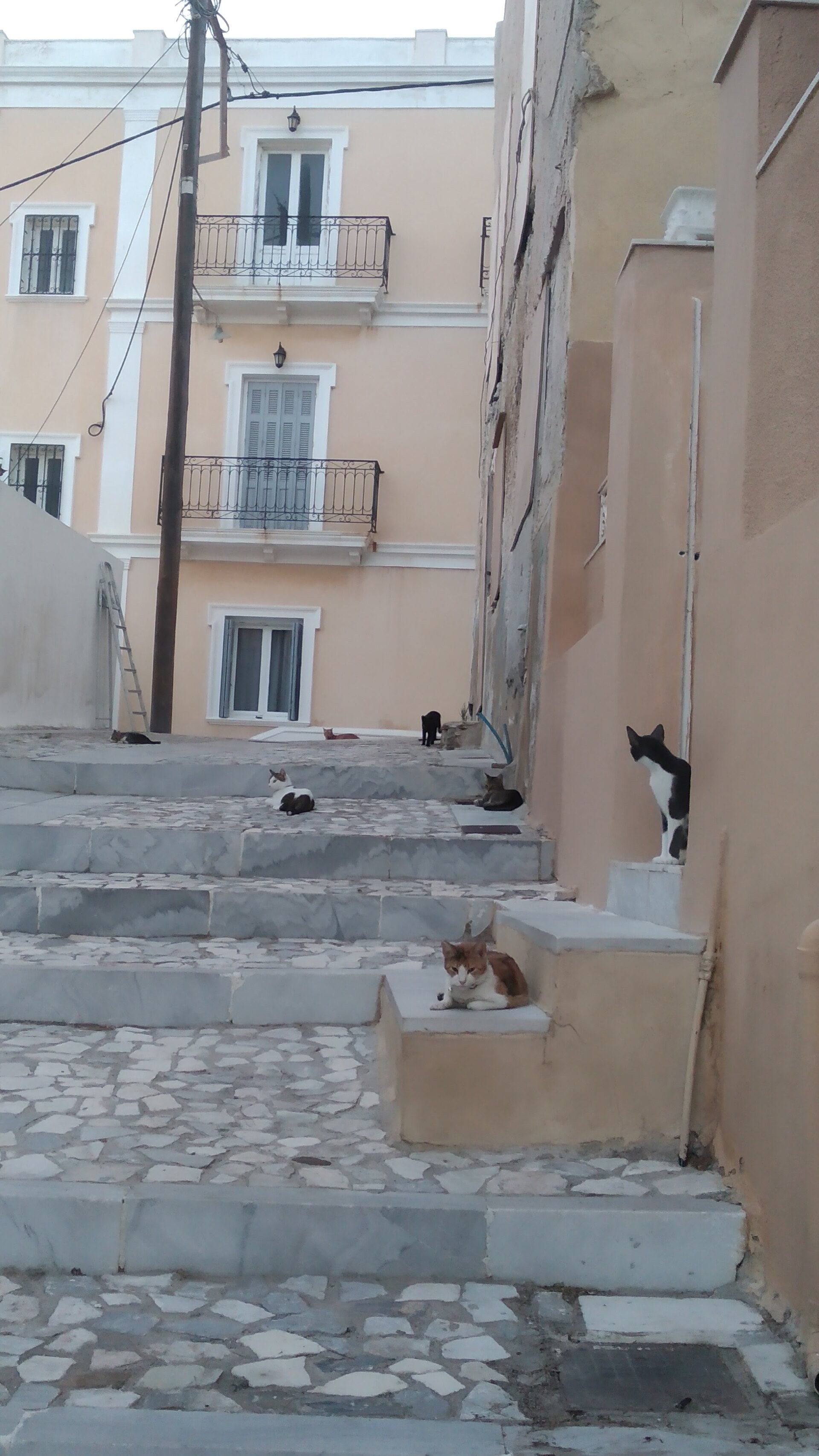 Cats on the steps of an Ermoupoli lane, Syros