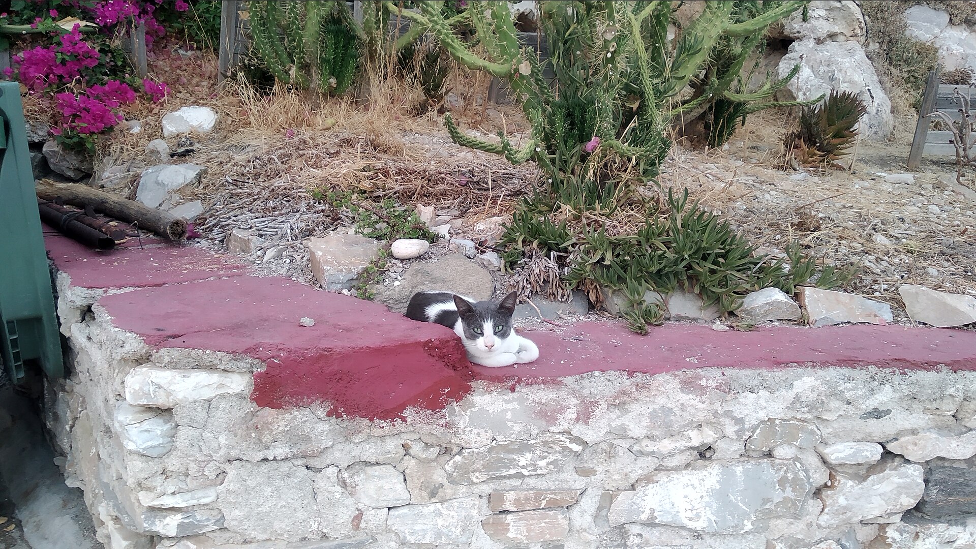 Cats in the Vaporia quarter of Ermoupoli, Syros