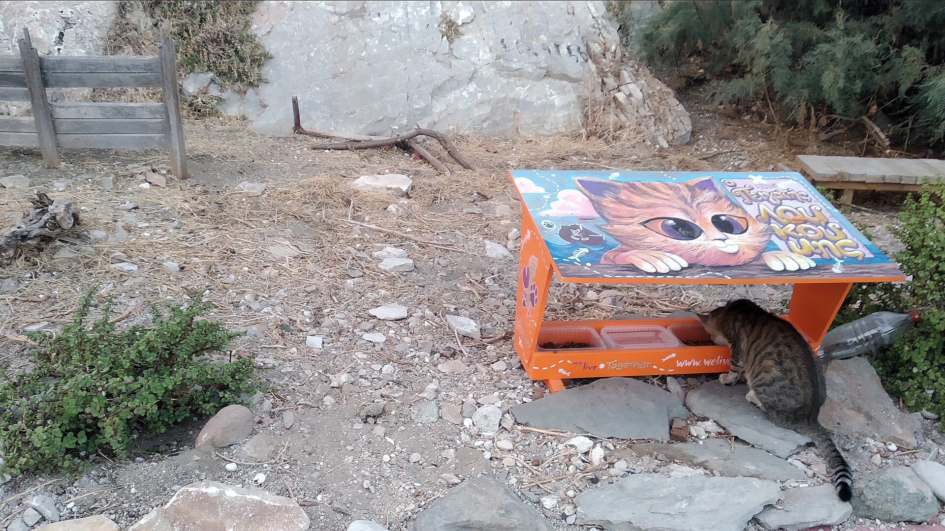 A spot set aside for cats in Vaporia, Syros, with cats around it