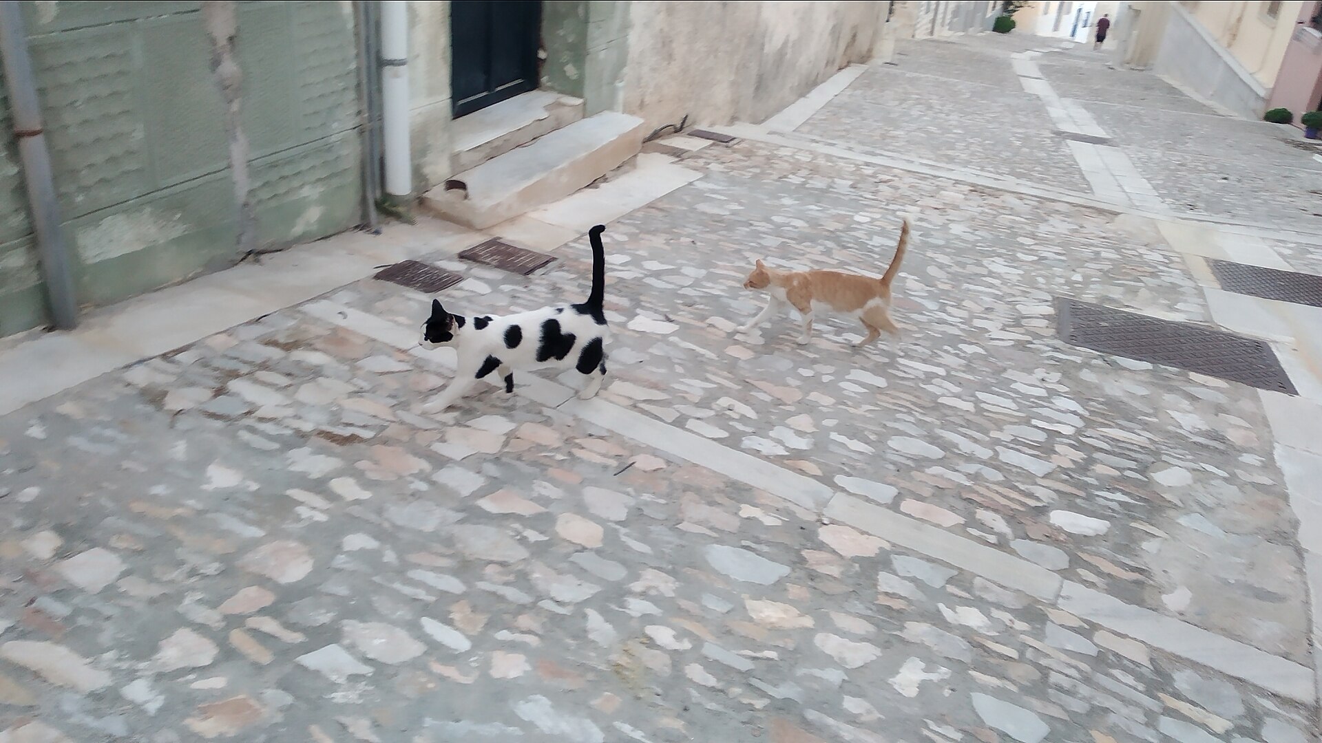 A black and white cat and a ginger cat crossing a cobbled lane in Ermoupoli, Syros
