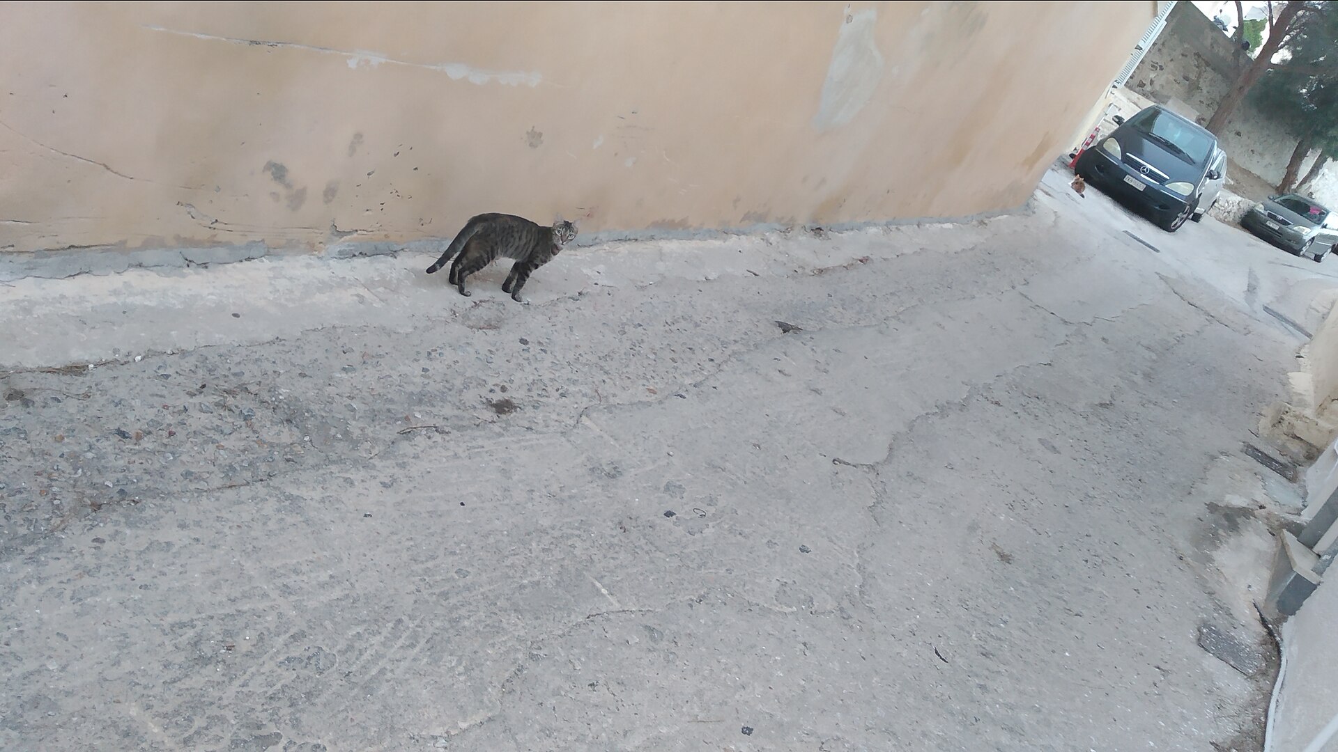 A typical Aegean cat on Syros