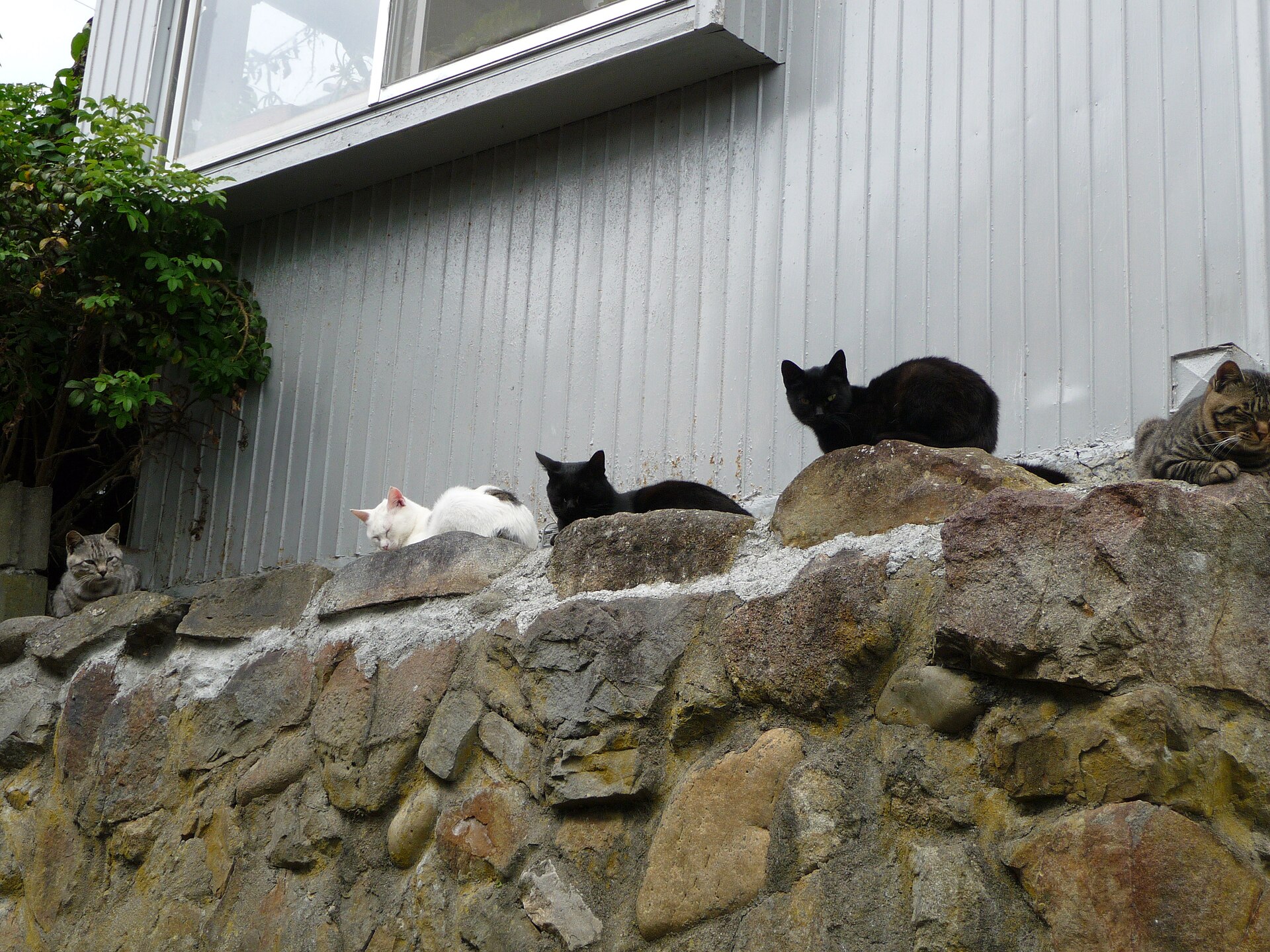 A cat on Tashirojima