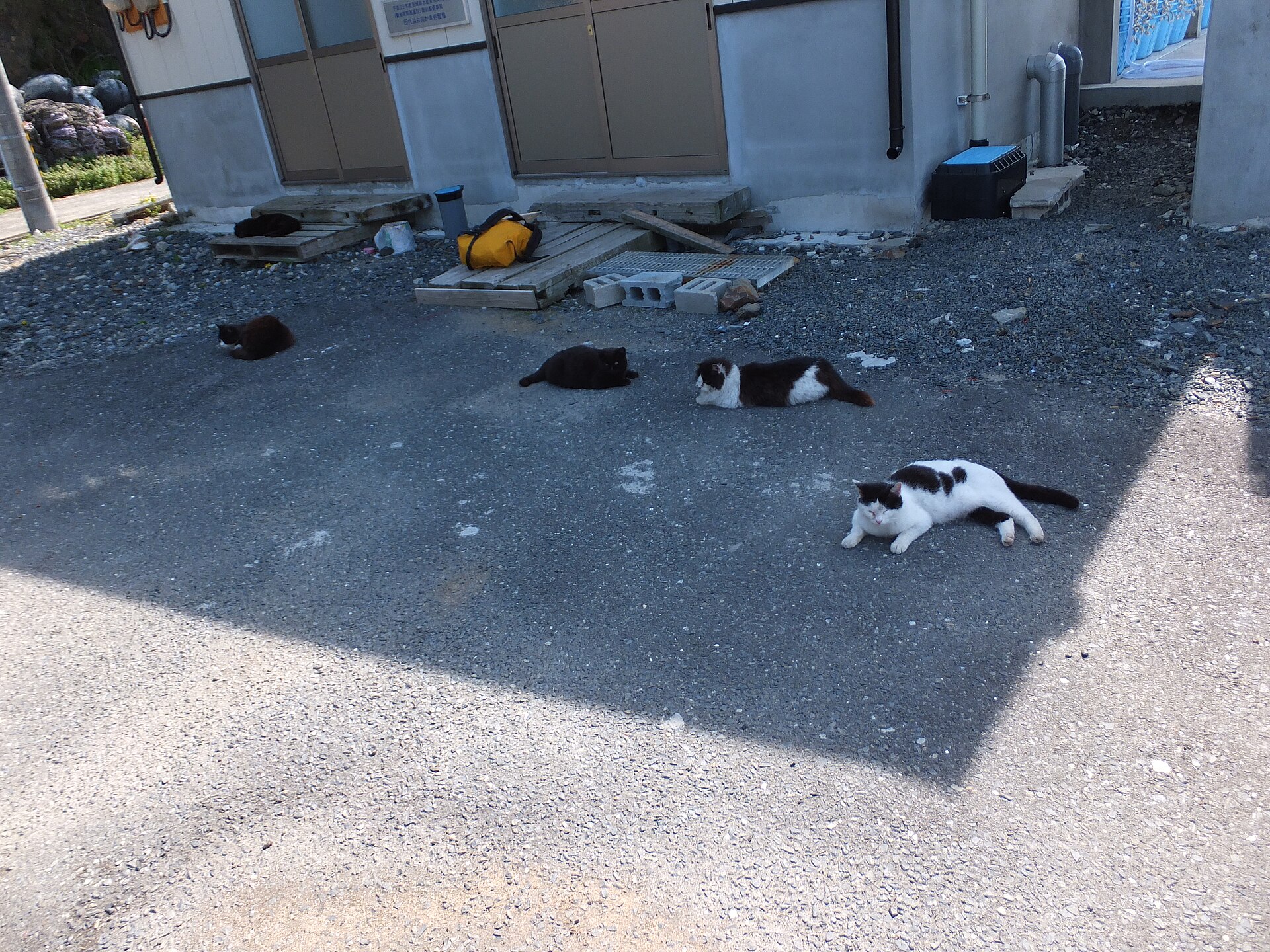 Five cats, black and black-and-white, lying flat on the warm tarmac outside a house on Tashirojima