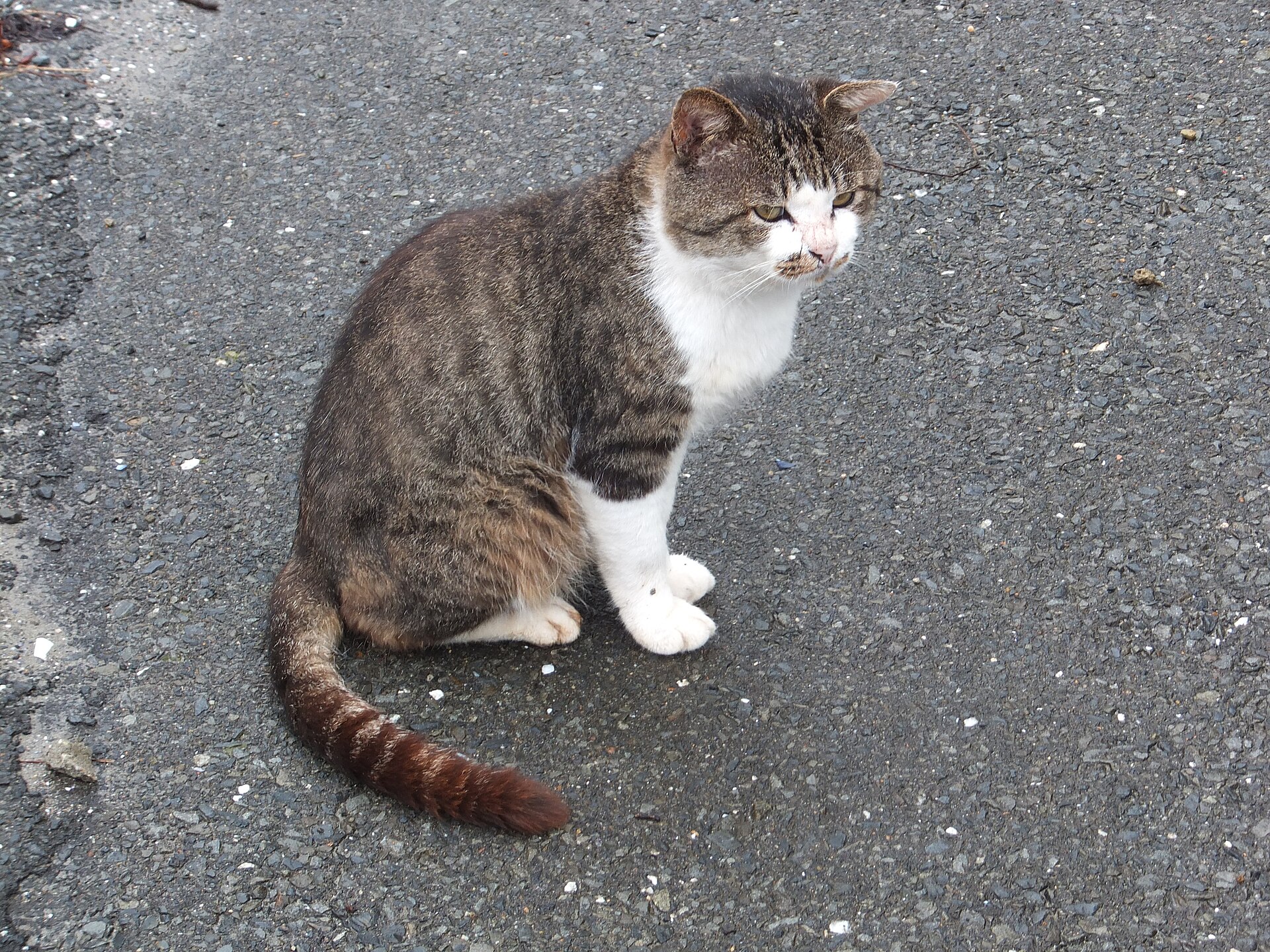 Nekotaro, a tabby and white cat with a ringed tail, sitting on the road on Tashirojima
