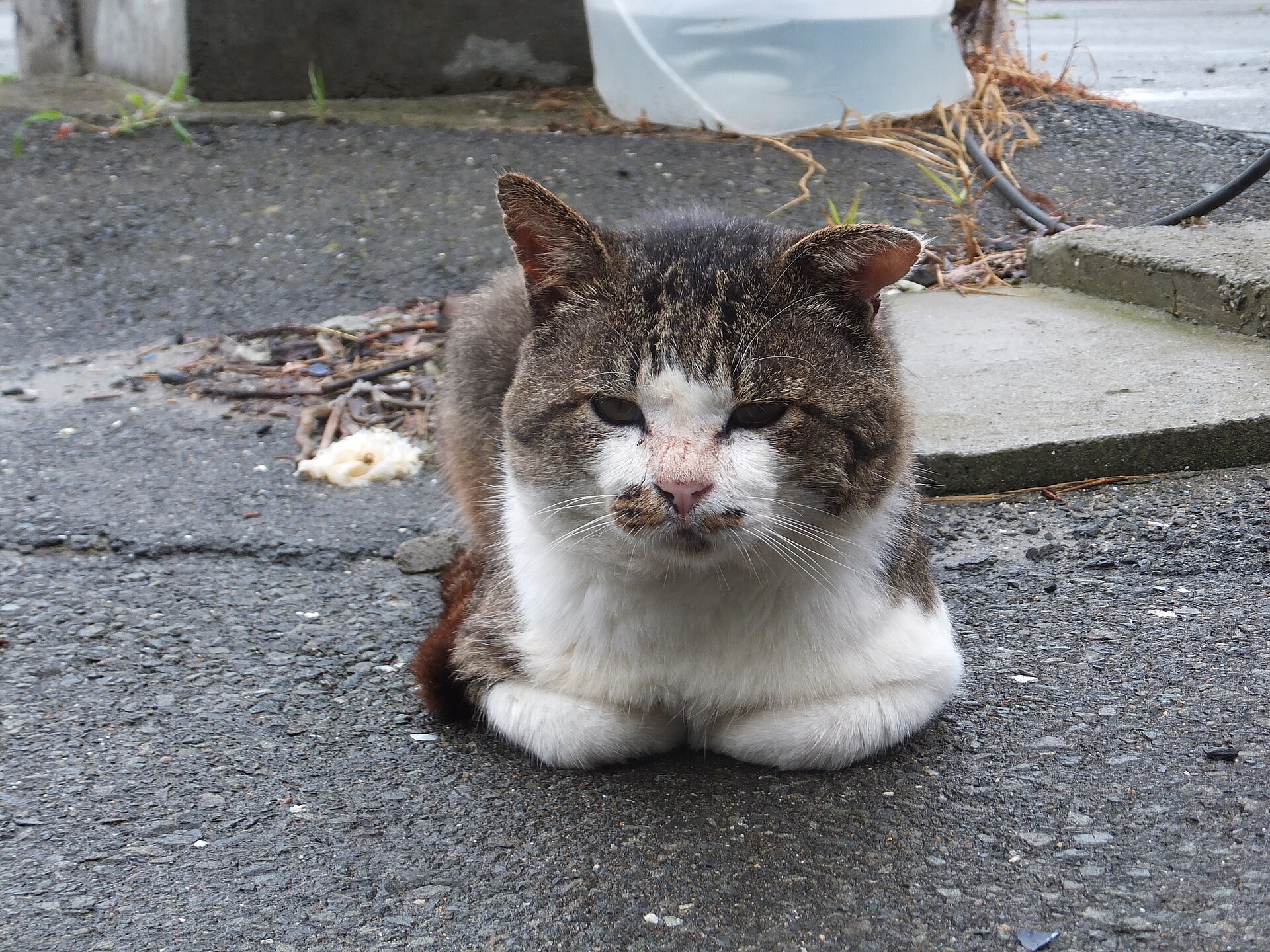 Nekotaro, a tabby and white cat, sitting square on the road on Tashirojima