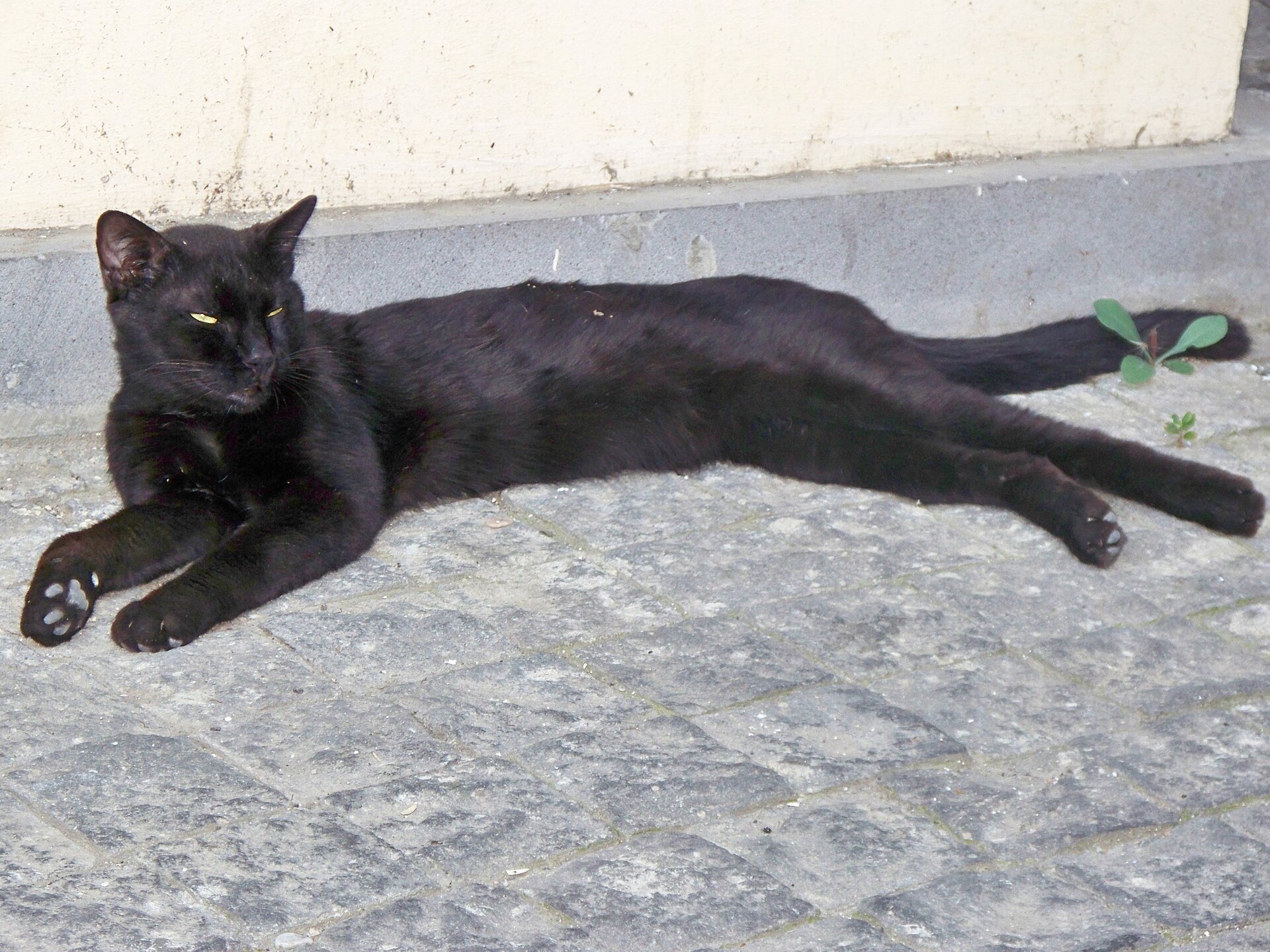 A black cat in Tbilisi
