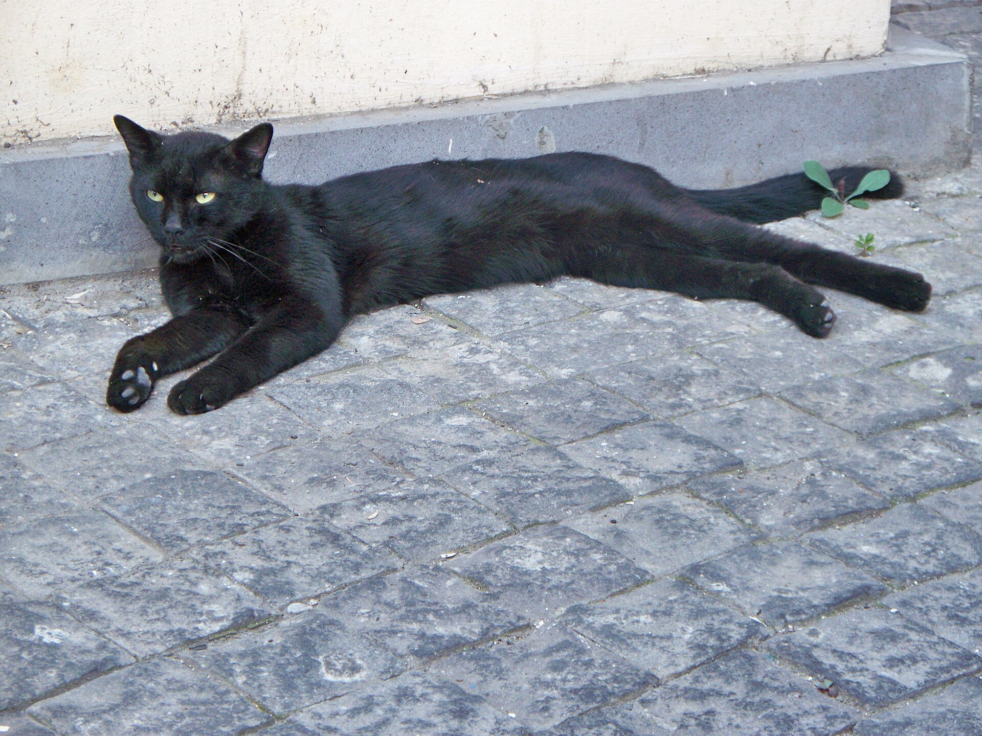 A black cat in Tbilisi, Georgia