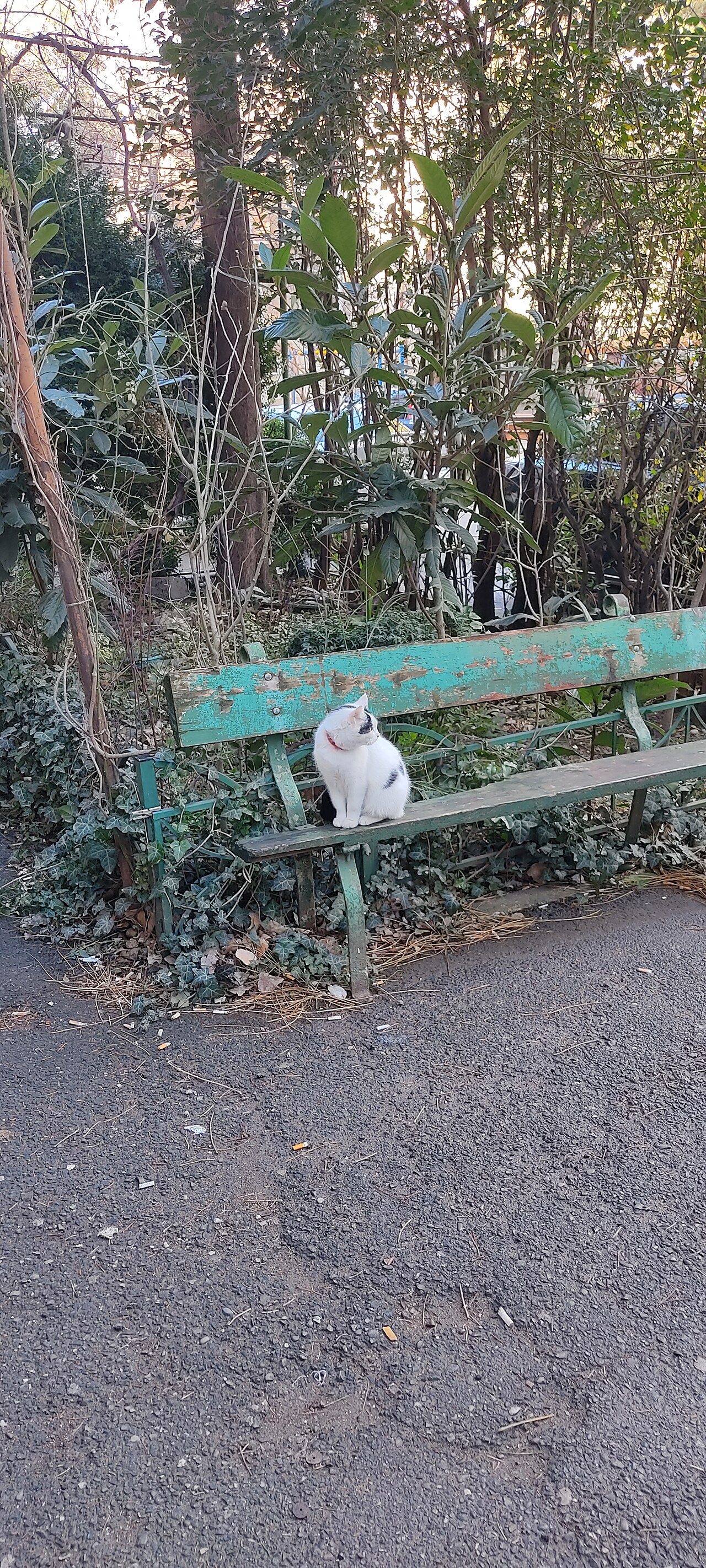 A cat sitting on a bench in Tbilisi