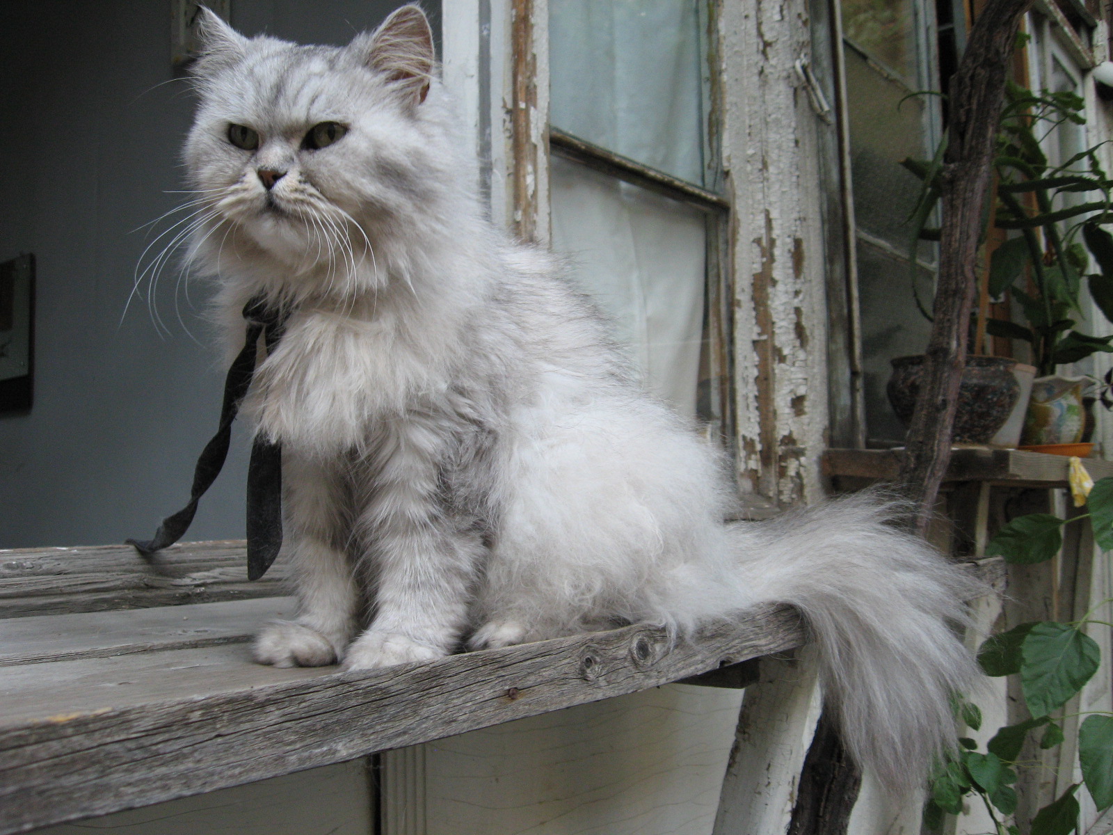A cat in Tbilisi, Georgia