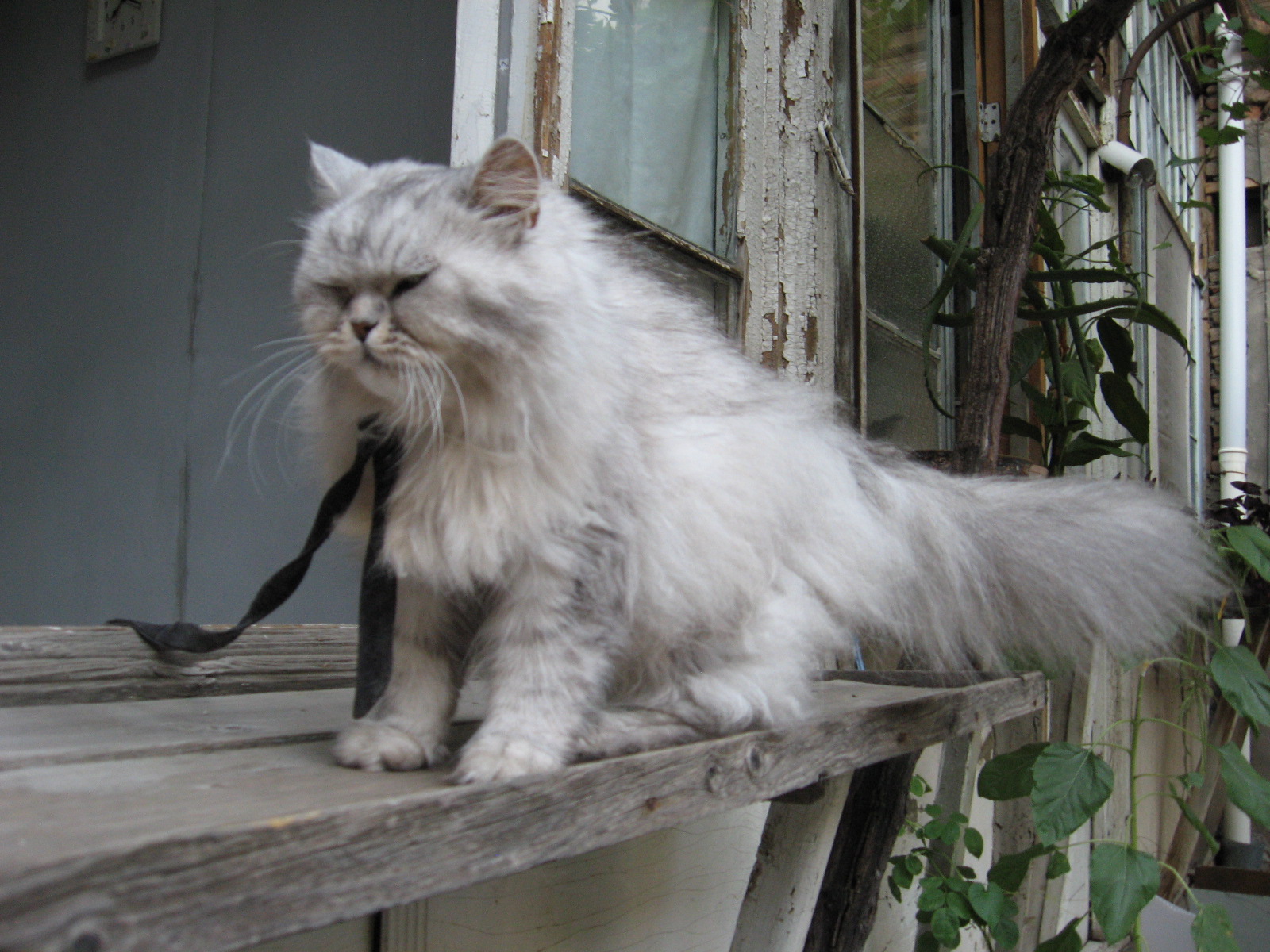 A street cat in the old town of Tbilisi