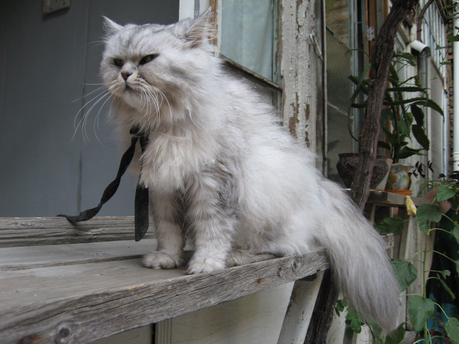 A cat on a Tbilisi street
