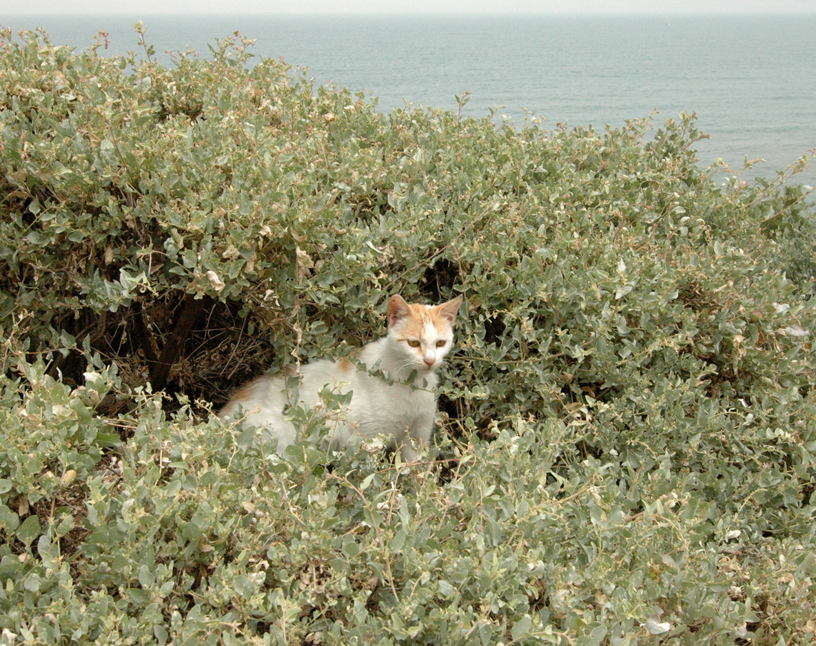 Another cat on the streets of Jaffa