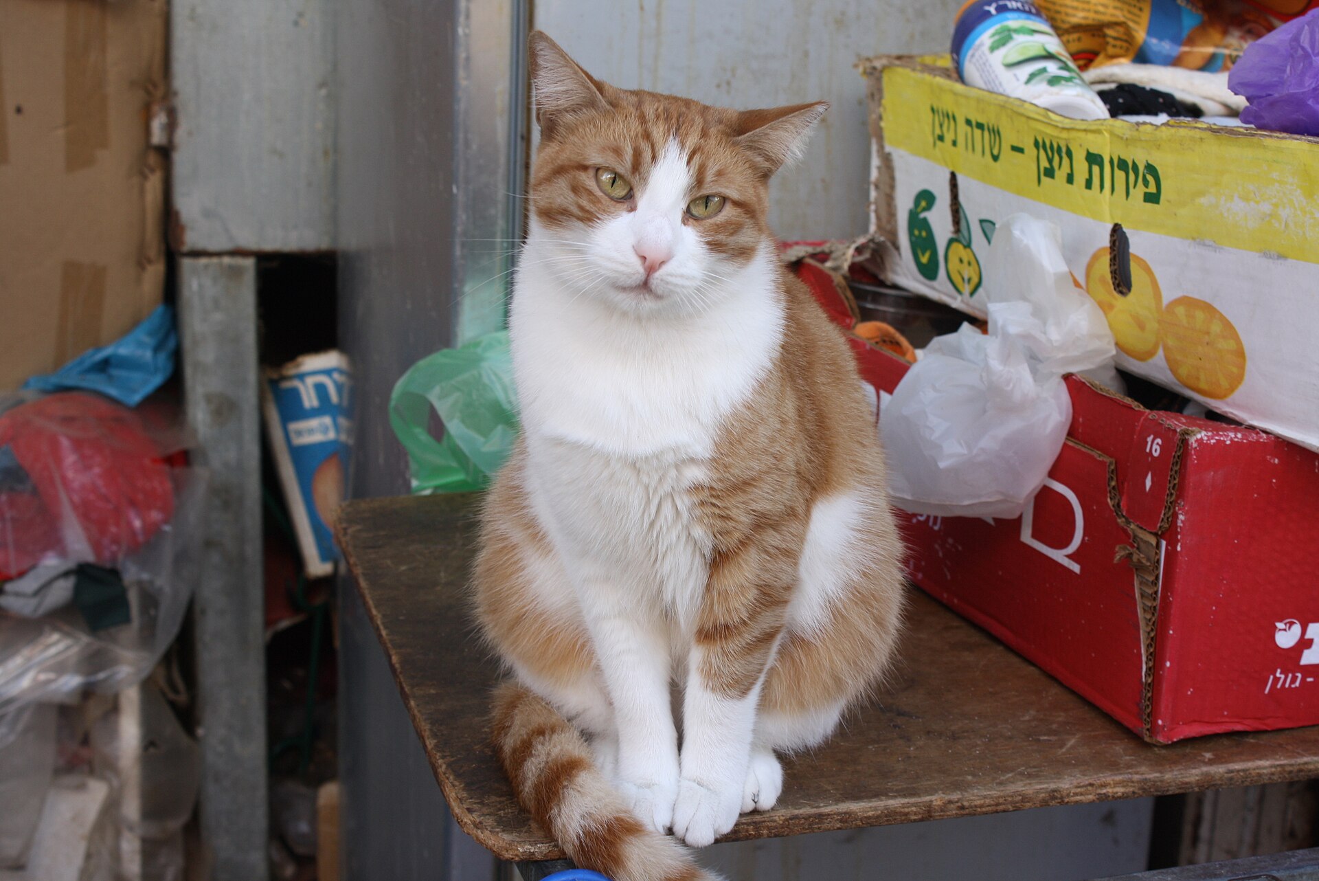 A cat at the port of Jaffa, Tel Aviv