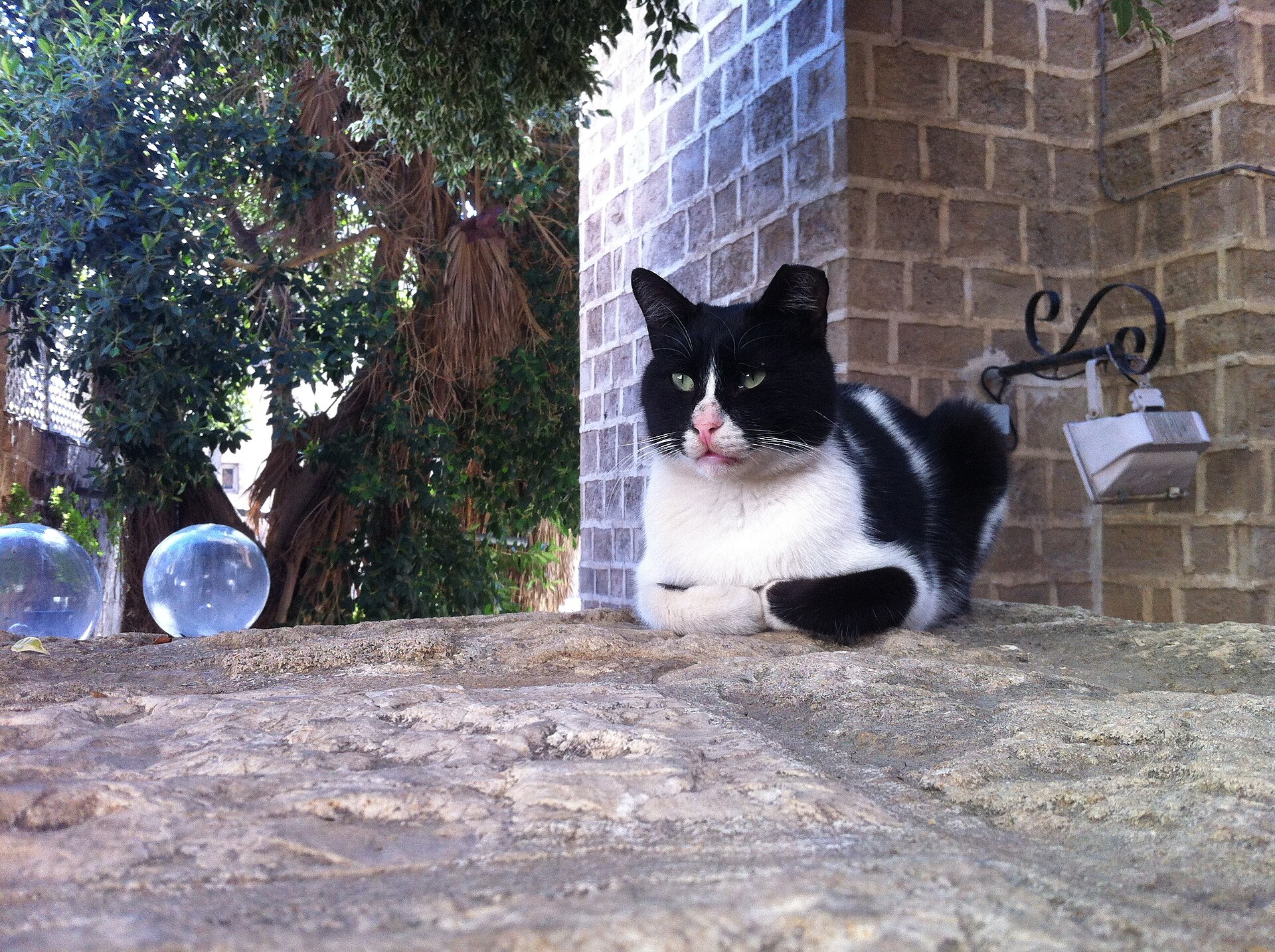 A street cat in old Jaffa, Tel Aviv