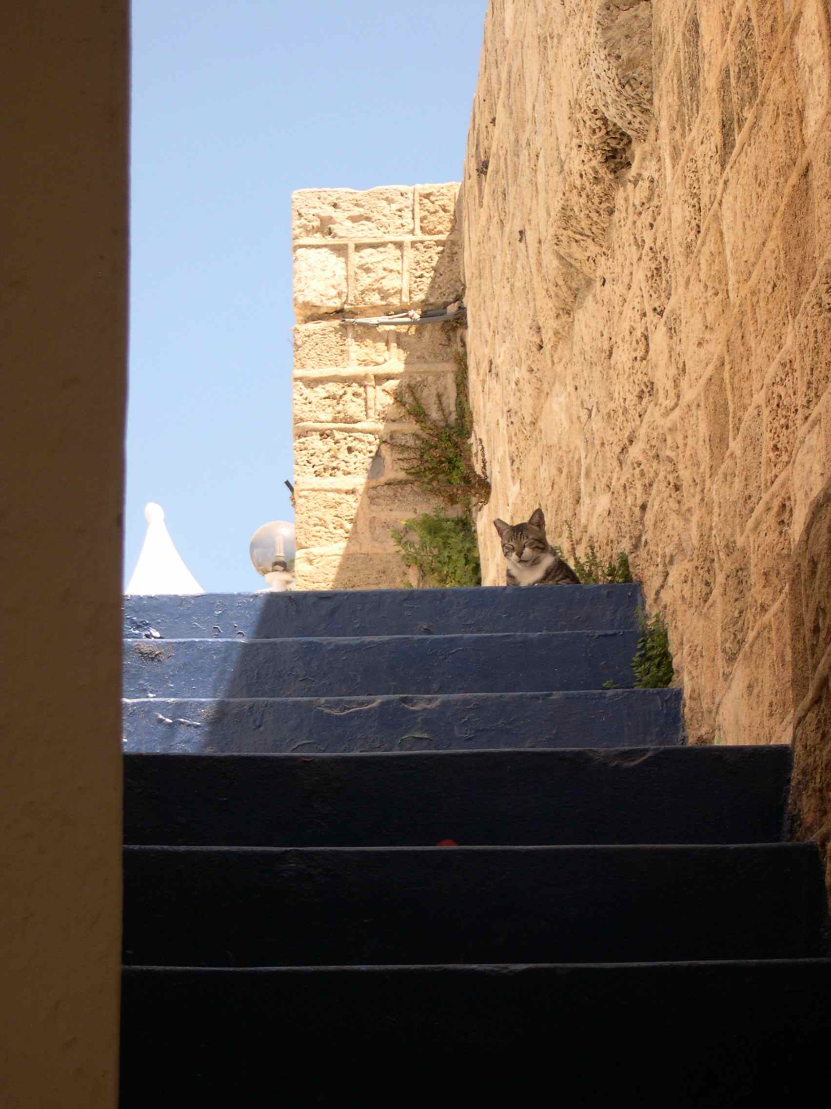 A Jaffa cat lying in the sun on the stone