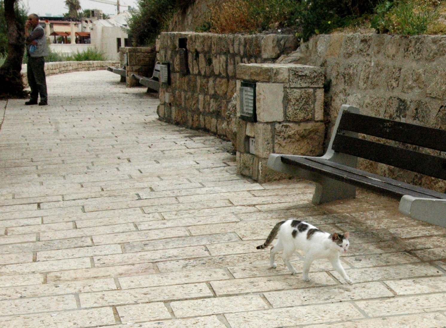 A street cat in old Jaffa