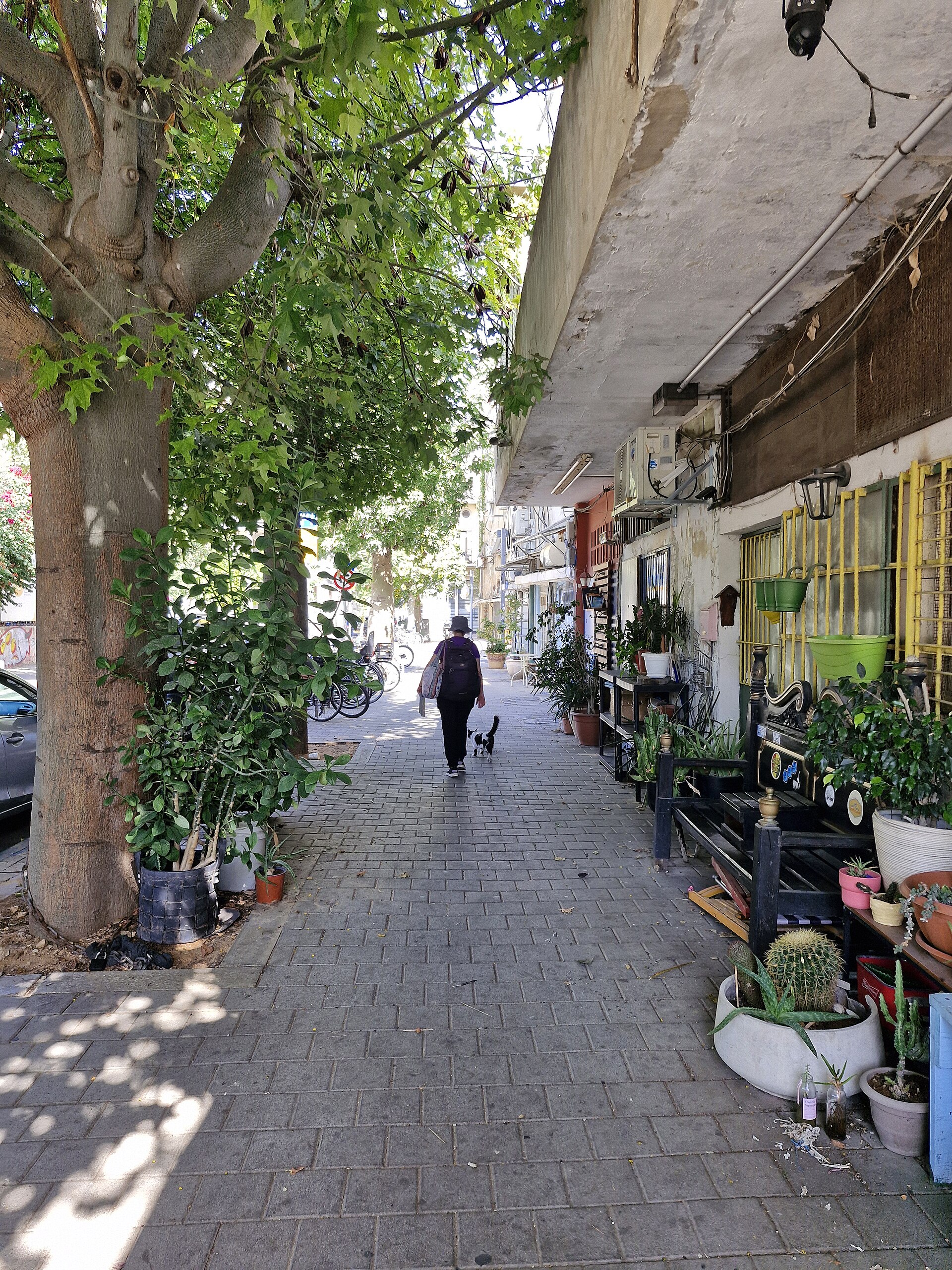 A street in Jaffa, Tel Aviv, with trees, a bicycle and a cat