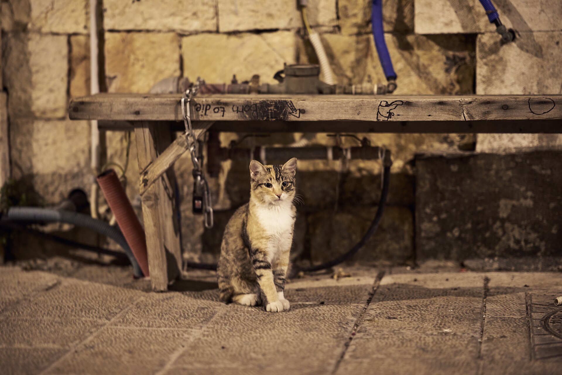 A cat of Jaffa, photographed in the old town