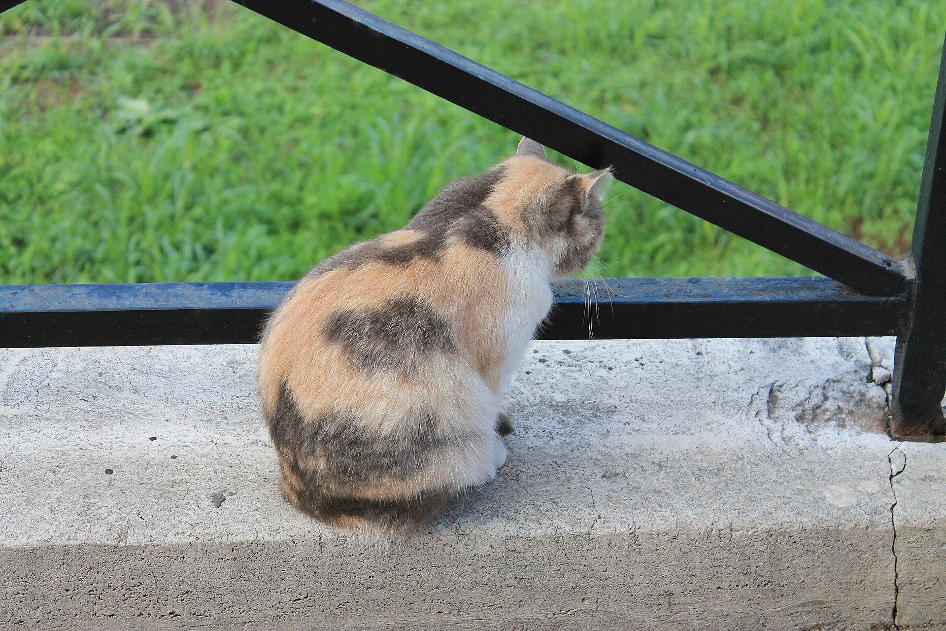 A cat beside the ruins in the sacred area at Largo di Torre Argentina, seen from above