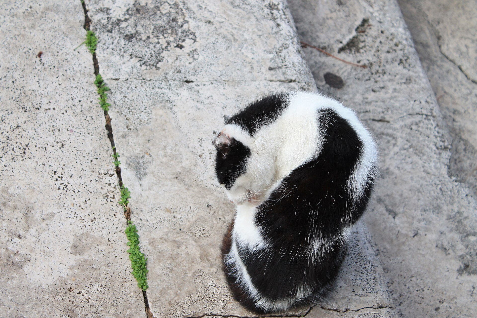 A cat on the ancient stones of the sacred area at Largo di Torre Argentina, with temple columns behind it