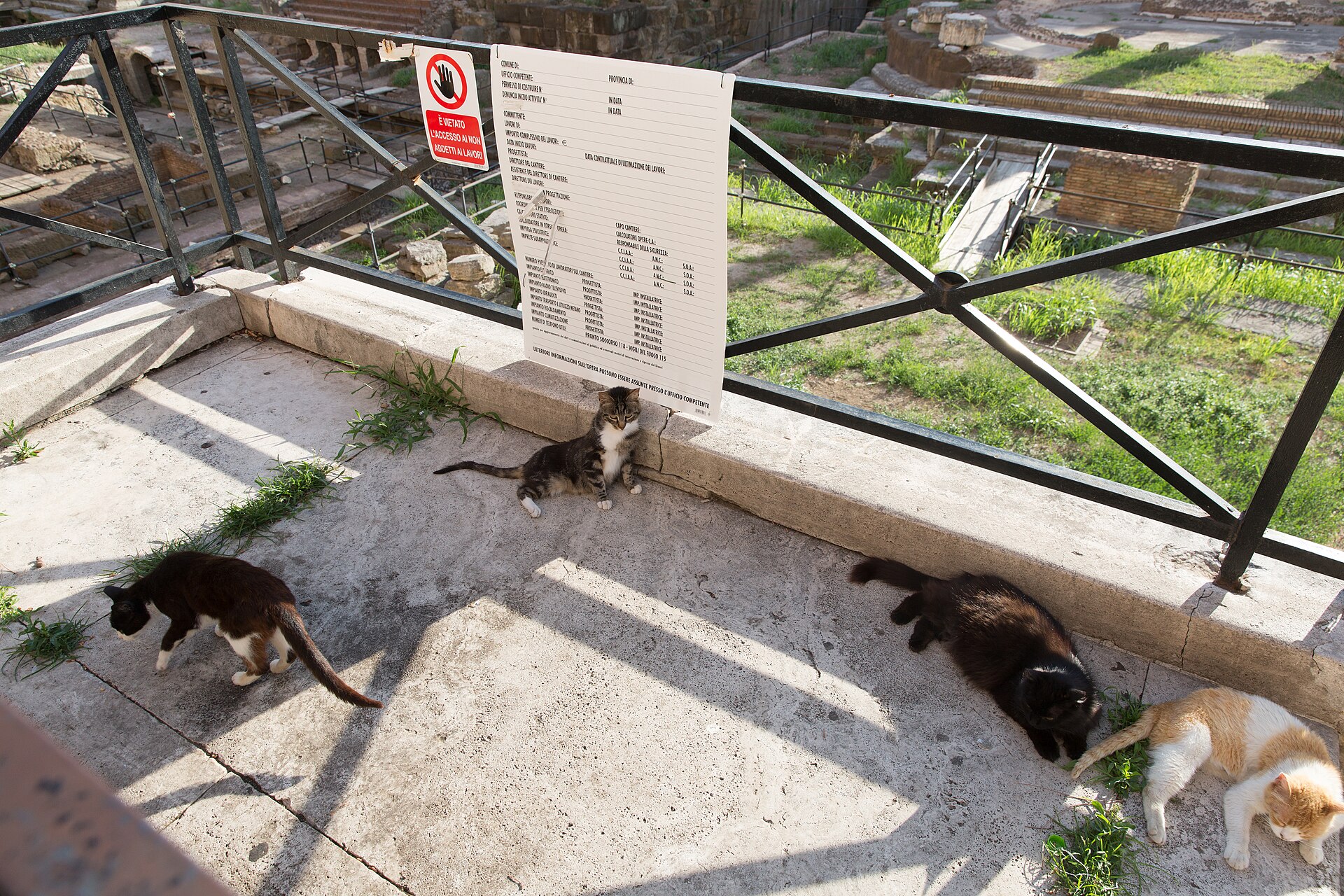 Cats of the Torre Argentina sanctuary among the ruins in Rome