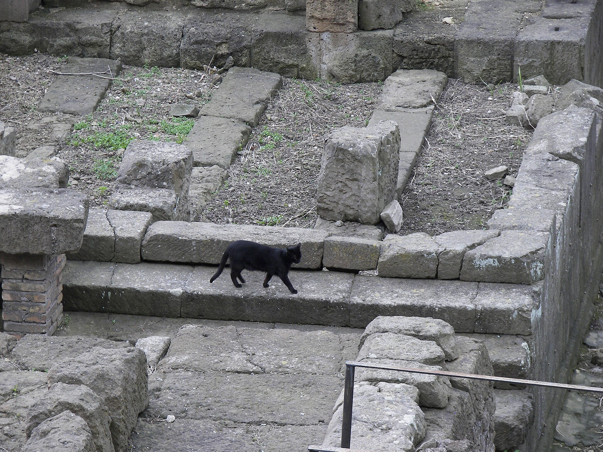 A cat on a column base in the Torre Argentina ruins