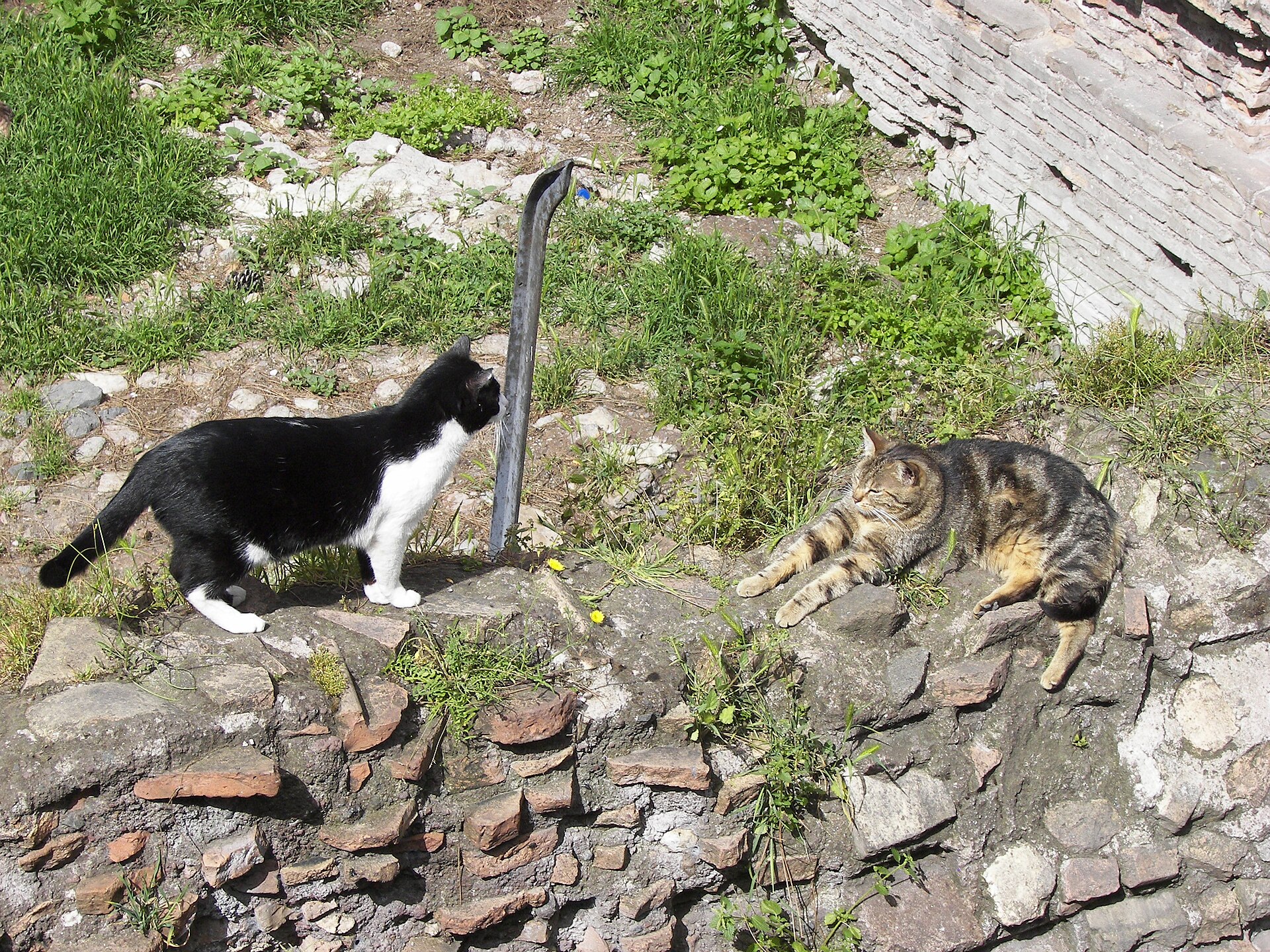 A cat in the sun in the sunken ruins of Largo di Torre Argentina