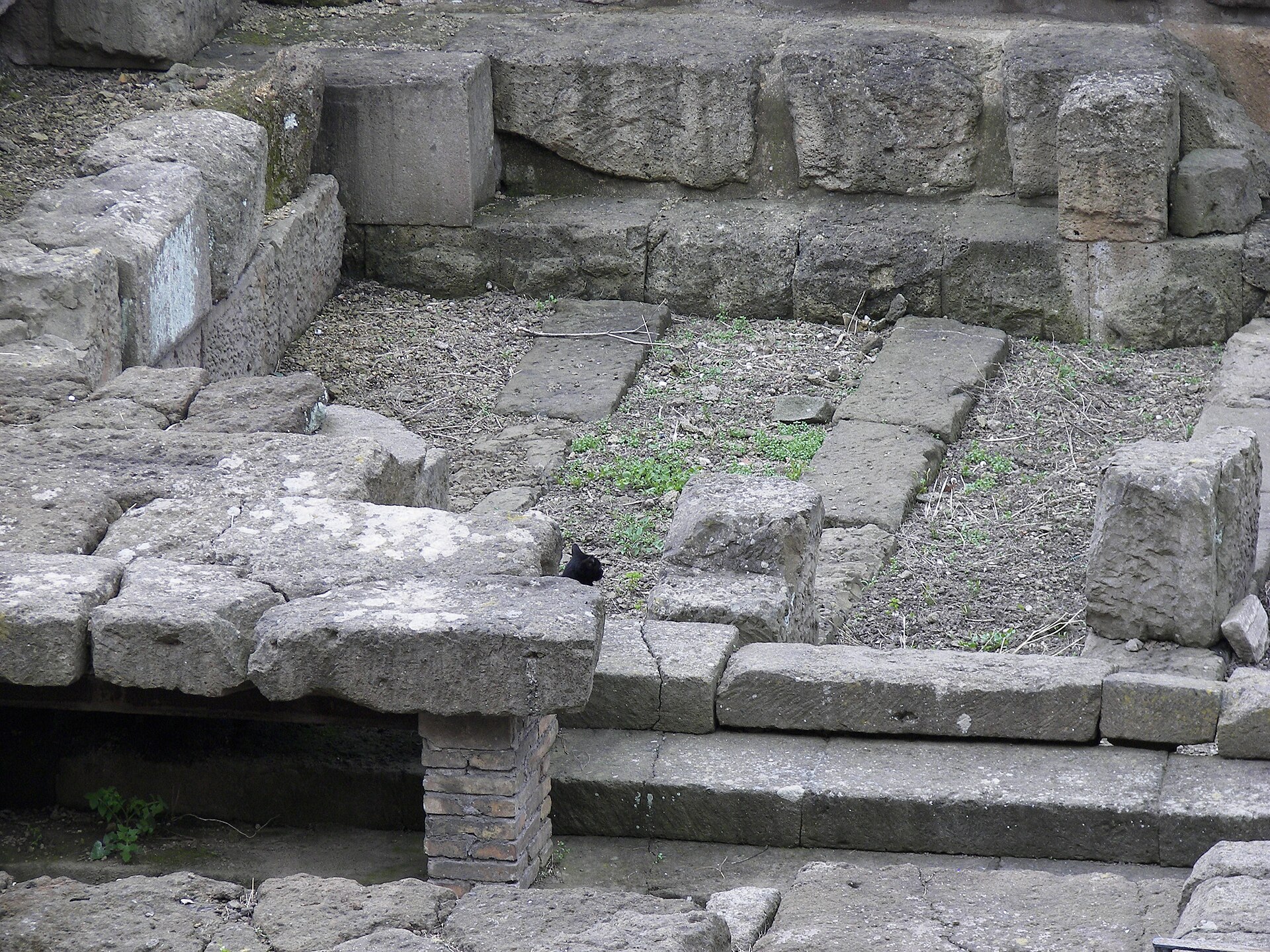 A cat resting on ancient stone at Largo di Torre Argentina