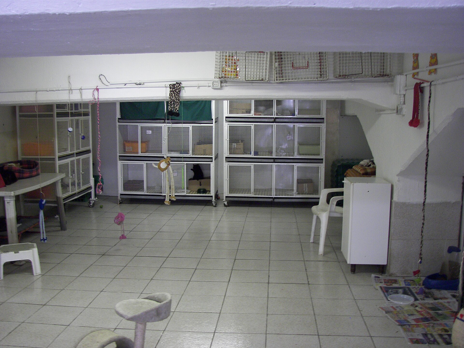 Inside the Torre Argentina cat shelter, cats resting in the vaulted rooms under the square