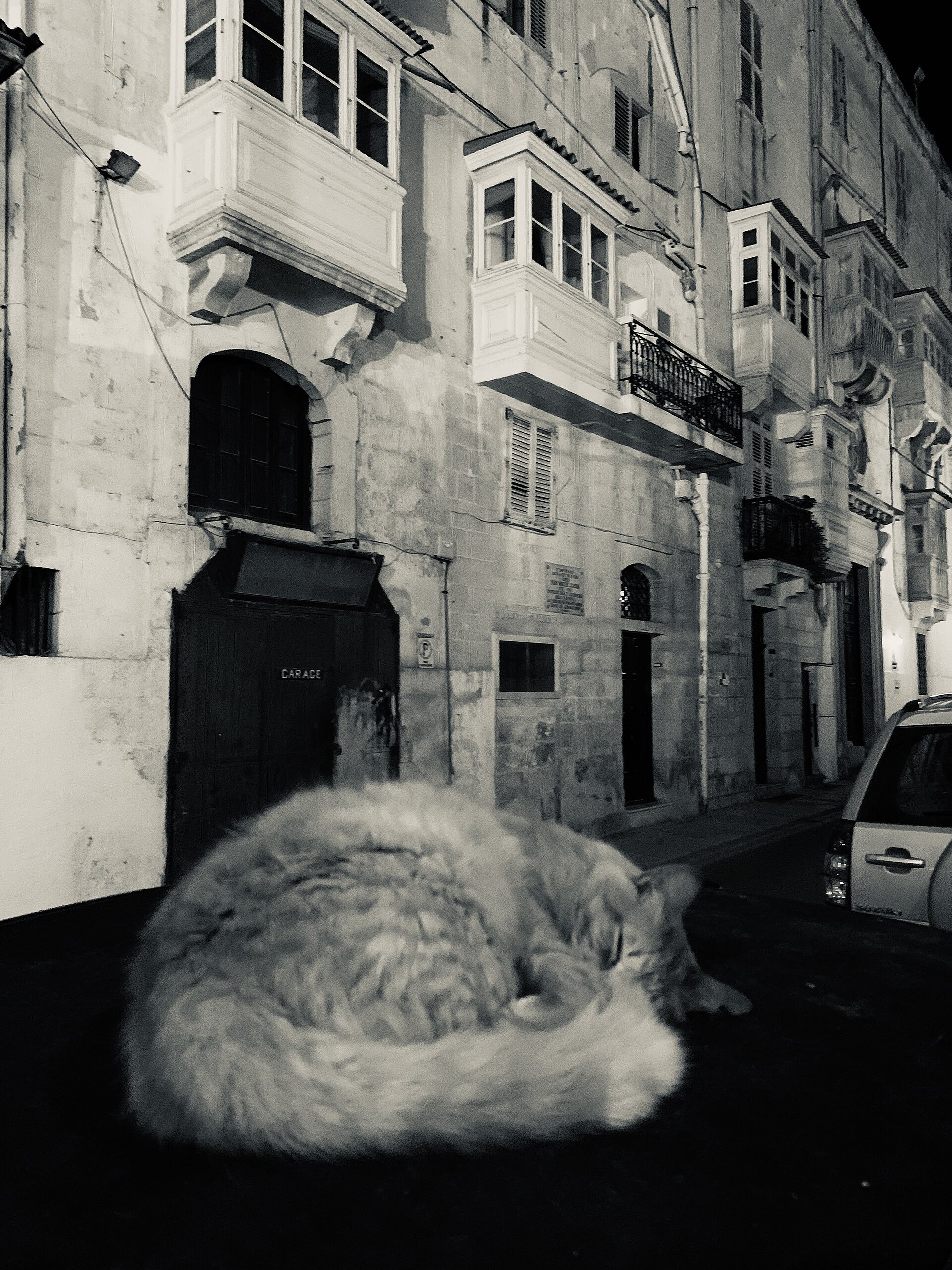 A cat at night in Valletta