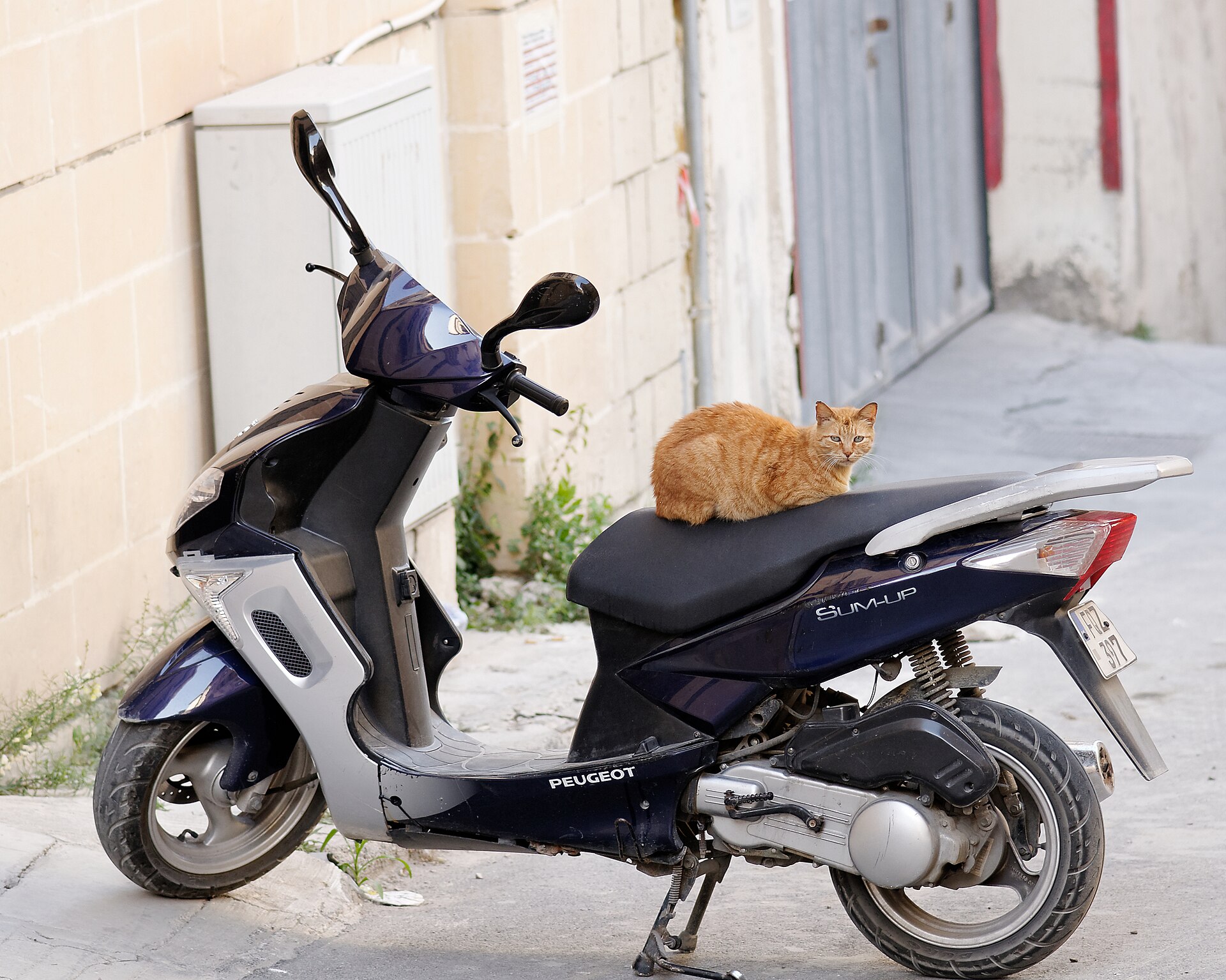 A feral cat in Triq il-Batterija, Valletta