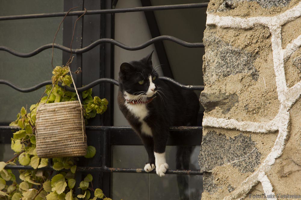 A street cat in Valparaíso, Chile
